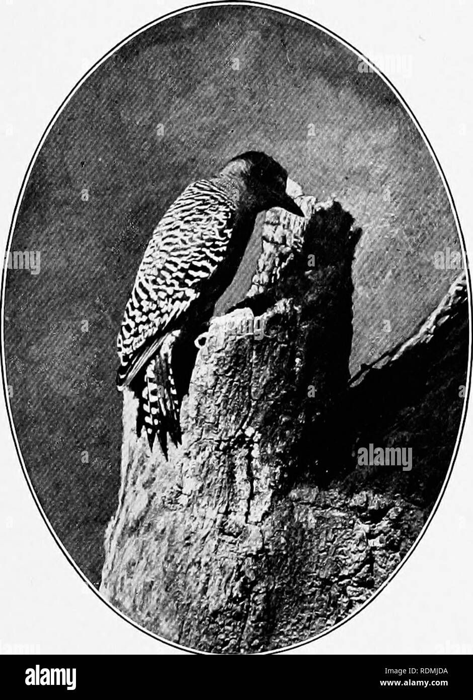 . Zwei Vogel-Liebhaber in Mexiko. Natural History; Vögel. :::::::: "V CAMPING IN EINEM BARRANCA m::::::::: Red-bellied Woodpecker, die gemeinsame Vogel unserer Atlantischen Staaten. Diese Vögel bleiben den ganzen Winter über gekoppelt, und sind für immer zu einander. Elegante SPECHT ihr lautes Schreien klingeln scharfe über alle anderen Sounds. Diese Gewohnheit, die zusammen mit ihren auffälligen schwarzen und weißen Rücken und roten Kappen, macht sie Prominente in der Vogelwelt in diesem Teil von Mexiko. Sie. o^147 #". Bitte beachten Sie, dass diese Bilder aus gescannten Seite Bilder, Ziffer wurden extrahiert werden Stockfoto