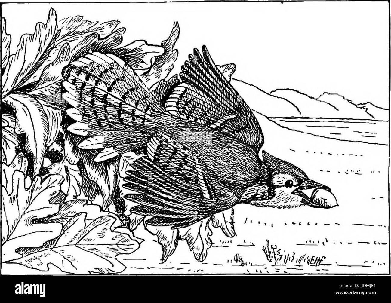 . Nützliche Vögel und deren Schutz. Enthält kurze Beschreibungen der häufigsten und nützliche Arten von Massachusetts, mit Berichten über ihre Ernährungsgewohnheiten, und ein Kapitel über die Mittel zur Gewinnung und Schutz der Vögel. Vögel, Vögel. 94 nützliche Vögel. Eines Tages bemerkte ich einen jungen Kiefern wachsen einige zehn Fuß über dem Boden in die Gabelung eines Ahorn am Straßenrand. Es gab keine anderen Kiefern nahe. Was gepflanzt" Es gibt? Das war nur ein Beispiel für die Tatsache, dass Baum Samen sind mit dem Transport durch die Flügel oder die Beine der Tiere, die ihnen Feed eingerichtet. v Die Eichelhäher steigen Sie in den Tree Top; Stockfoto