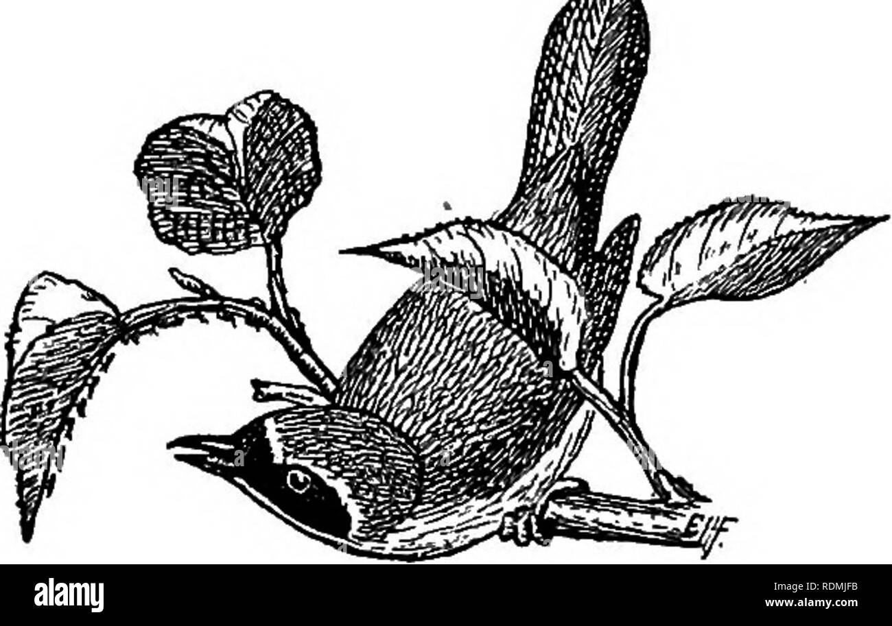 . Nützliche Vögel und deren Schutz. Enthält kurze Beschreibungen der häufigsten und nützliche Arten von Massachusetts, mit Berichten über ihre Ernährungsgewohnheiten, und ein Kapitel über die Mittel zur Gewinnung und Schutz der Vögel. Vögel, Vögel. Wert von Vögeln auf den Menschen. 63 Die beiden Vögel aßen nur 35 100 eine Stunde für drei Stunden pro Tag verbrauchen, würden zehn tausend fünf hundert blattläuse pro Tag, oder 73 tausend fünf hundert in einer Woche. Es erfordert keine Entwurf von der Phantasie M, um zu sehen, wie solche Appe-tites kann nützlich für den Landwirt, wenn Sie auf seinem Insekt-feinde übersättigt sind. Zwei Sc Stockfoto