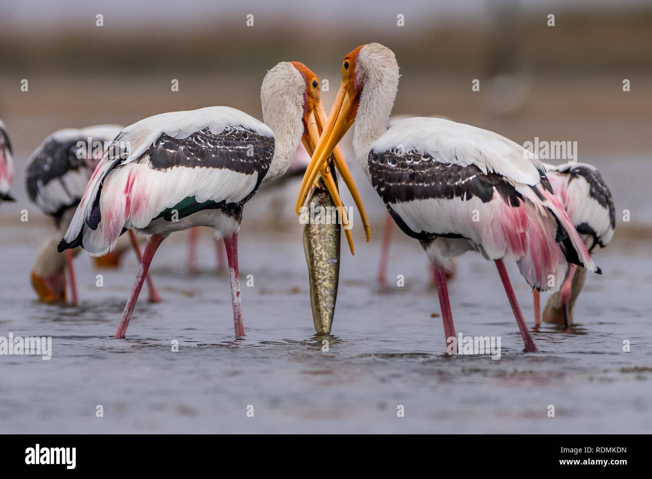 Dieses Bild der lackierten Storch mit einen Fisch fangen Gujarat in Indien genommen wird. Stockfoto