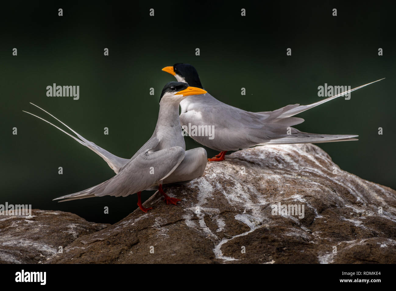 Dieses Bild des Flusses Tern Vogel ist in Mysore in Indien übernommen. Stockfoto