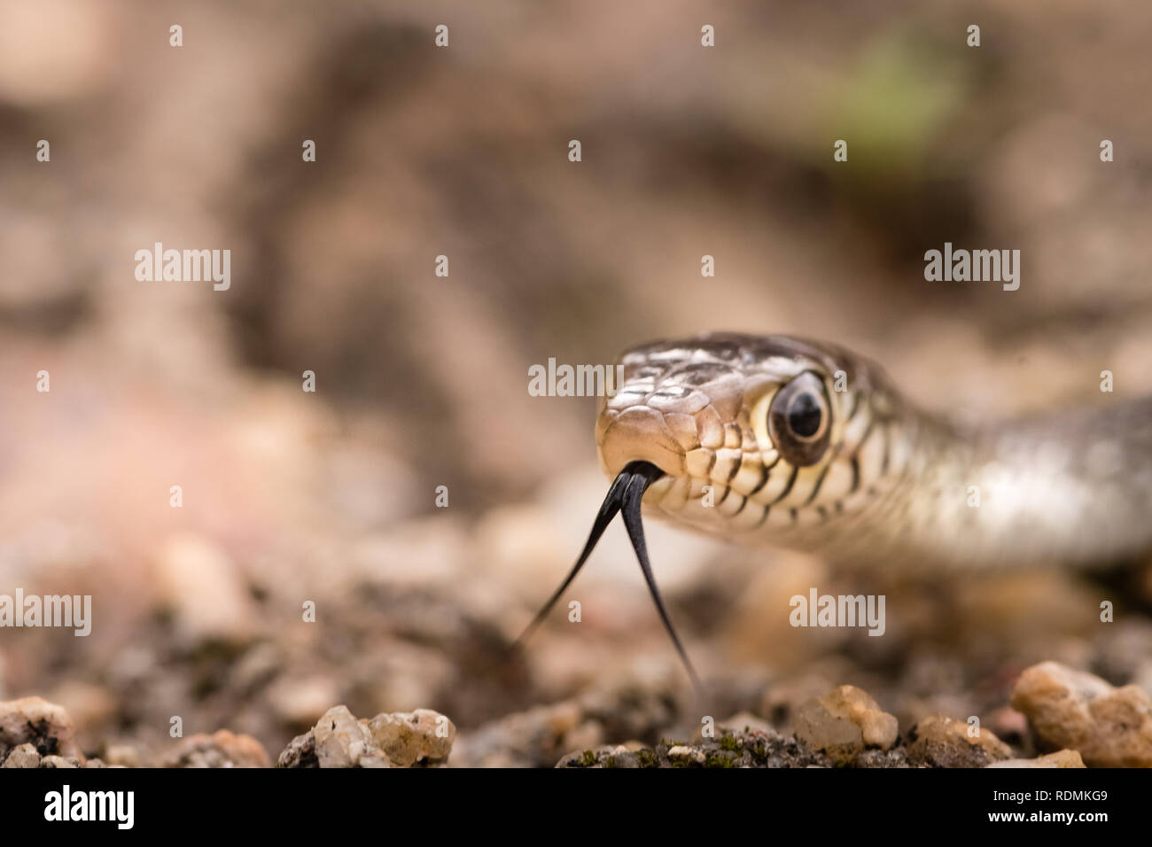 Dieses Bild von der Ratte Schlange ist in Gujarat in Indien. Stockfoto
