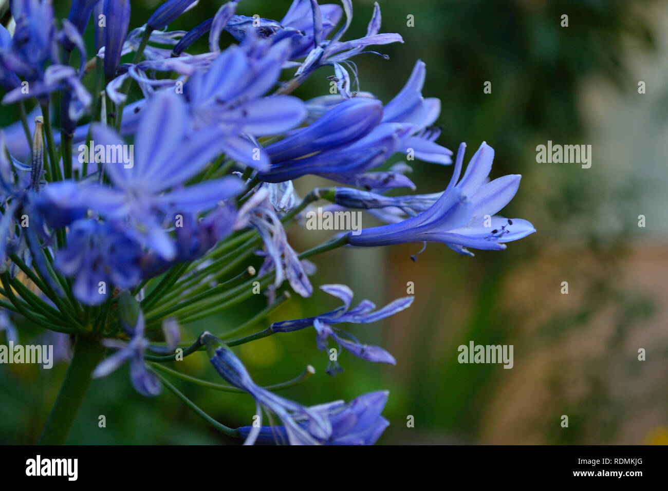 Afrikanische Lilie, blaue Blumen Stockfoto