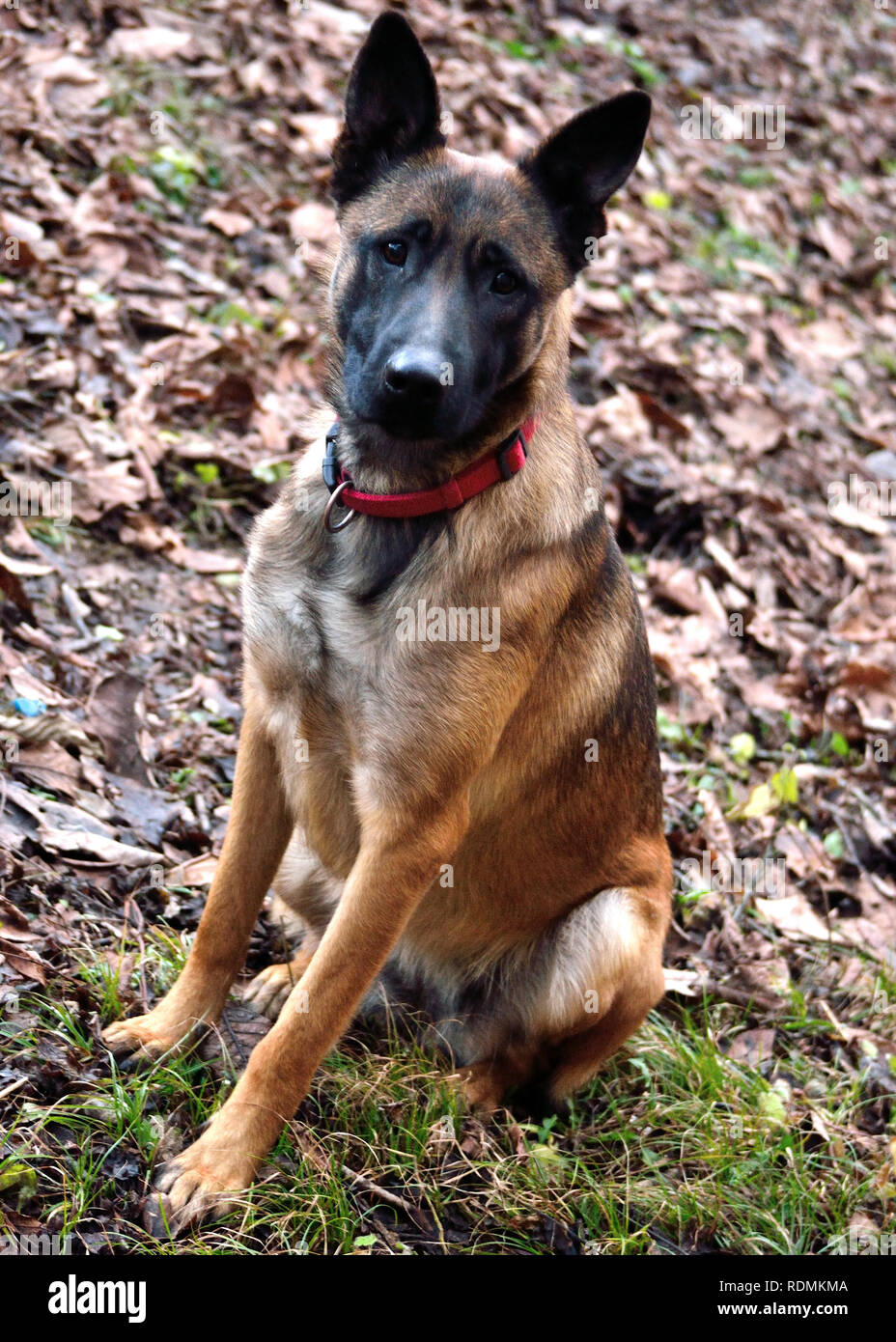 Belgischer Hirtenmalinois-Hund im Herbst, Europa, Serbien Stockfoto
