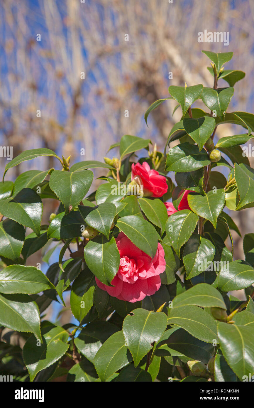 Blüte dunkelrosa Camellia natürliche floral background Stockfoto