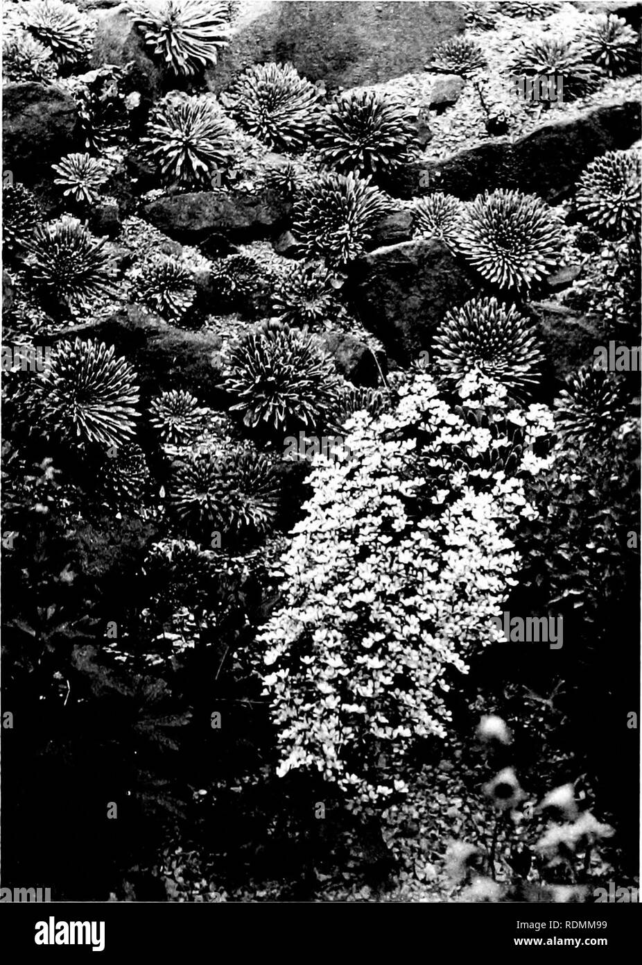 . Das Buch der Cottage Garden. Im Garten arbeiten. T: lE -&gt; sKs. r. EBS NUREK1 FS. Bitte beachten Sie, dass diese Bilder sind von der gescannten Seite Bilder, die digital für die Lesbarkeit verbessert haben mögen - Färbung und Aussehen dieser Abbildungen können nicht perfekt dem Original ähneln. extrahiert. Thonger, Charles; Roberts, Harry, 1871-1946. London, J. Lane, New York, J. Lane Stockfoto