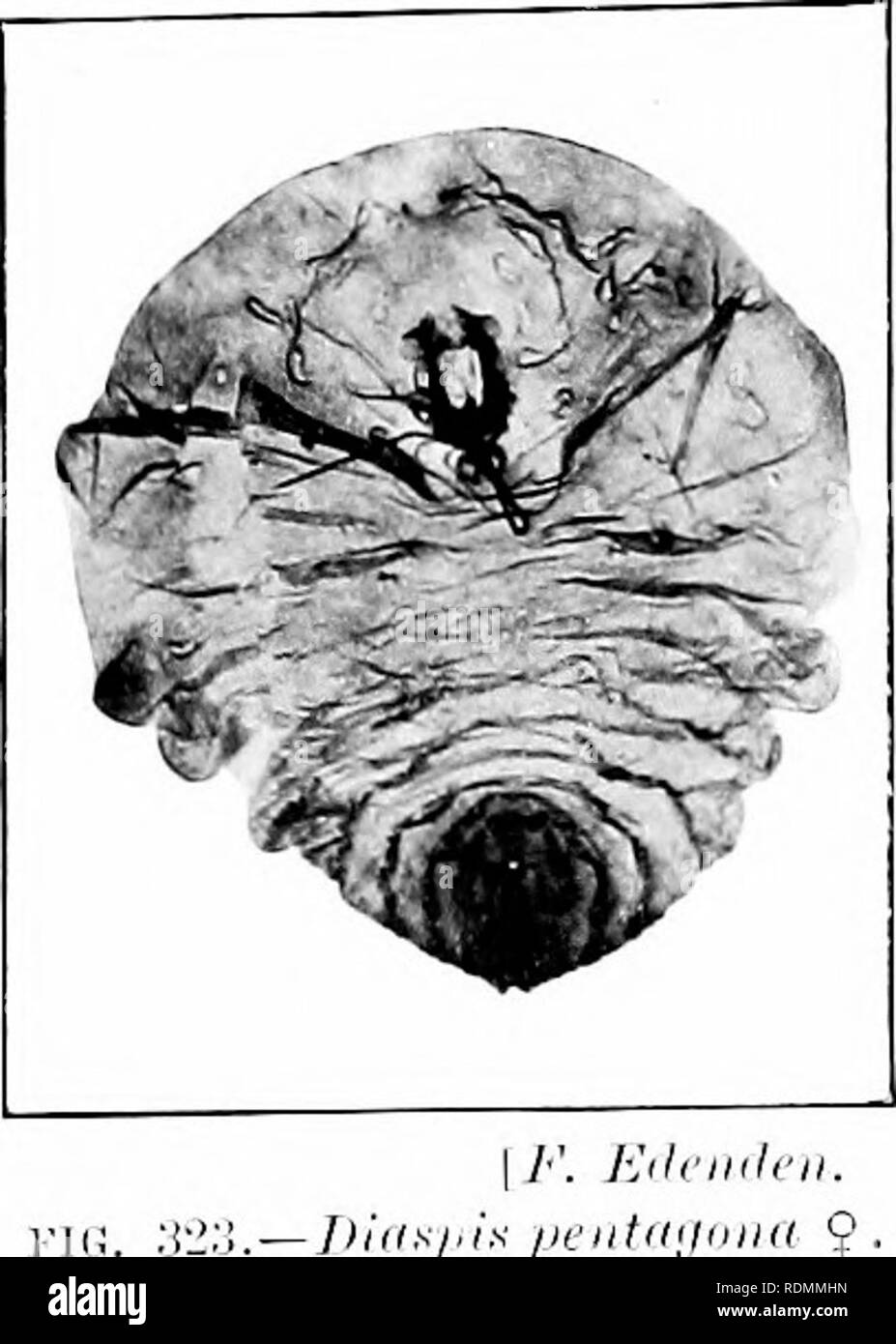 . Das Insekt und anderen alliierten Schädlinge der Obstgarten, Bush und Treibhaus Früchte und ihre Prävention und Behandlung. Schädlinge; Obst. 498 Anhang. "Till" Zweck der Identifizierung notwendig werden kurz die wichtigsten Zeichen des Weiblichen, die uns allein bietet die bedeutet) jy, wir können Es Fmm die zahlreichen Arten der Alliierten, die zu ein und derselben Familie." "Thecoering Maßstab der Männchen ist reines Weiß, schmal länglich, und viel kleiner, dass tlian des Weiblichen zu beschreiben. Innerhalb dieser Hülle, die etwas ähnelt der eines Handschuhs verweilen, die Insekt unter Stockfoto