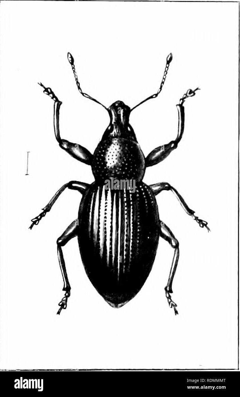 . Das Insekt und anderen alliierten Schädlinge der Obstgarten, Bush und Treibhaus Früchte und ihre Prävention und Behandlung. Schädlinge; Obst. Insecis usw., schädlich für das StrmvJjerry. 463 tliev Feuer roimil, tlie (jiitninec. angegriffen, die kleinen Rüsselkäfer Essen roimil Löcher in die iViiit, normalerweise Init wenig größer als sie selbst sind. Diese Bohrungen sind ^- ery ohai - aeteiistic ist kleiner als die spaee innerhalb. Die Käfer wurden in diese Bohrungen in der Dämmerung und am frühen Morgen gefunden. Dieser Schaden hatte jireviously auf Schnecken. 1 wissen nichts von der Geschichte der Kassen Insekt. Die lieetle variiert von - Stockfoto