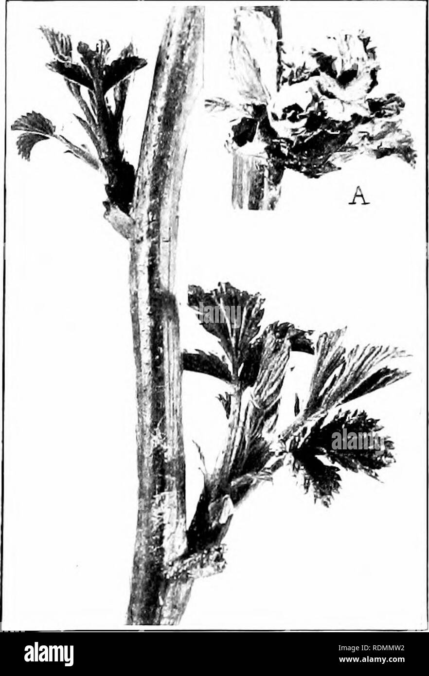 . Das Insekt und anderen alliierten Schädlinge der Obstgarten, Bush und Treibhaus Früchte und ihre Prävention und Behandlung. Schädlinge; Obst. Insccis schädigenden auf die Himbeere. 417 andere Flügel, n'1 die Flügel aro ich ohJed ioii' und ich 'orm Twi. Ich pi-ominent yelhjw Bereichen; auf die rippenbögen Ijoriler sind drei sinaller, aber prominent Spots, Es gibt zwei oder drei noch kleinere Ijasal; an der apikalen bortler fonr ist eine Reihe von kleinen gelben Arten und jetzt Ami dann ein kleiner gelber Fleck oder zwei sind in der Mitte der'ing Bereich gefunden; Die hinterbeine M'ings sind pak-r Braun und uiiiforiii und die Fransen blass, wenn Stockfoto
