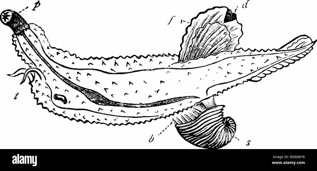 . Lehrbuch der Zoologie für angehende Studenten. Zoologie. Mollusca PEOPER. 205 Organe, diese in Form von tlie Kiemen sind, platziert, ohne Schutz, auf der Rückseite oder an den Seiten des Körpers. Der Kopf ist mit Tentakeln, die erscheinen nicht als Organe der Touch verwendet werden eingerichtet, aber mehr wohl mit dem Geruchssinn verbunden; und hinter der Fühler sind in der Regel zwei Augen. Die Fortbewegung erfolgt, wie es in der wahren Metallklumpen, um schleichende auf der abgeflachten Fuß. Die letzte Gruppe der "Gasteropods branchiate" ist, dass der Heteroixida (Abb. 145), bestehend aus einer Reihe von Cur Stockfoto