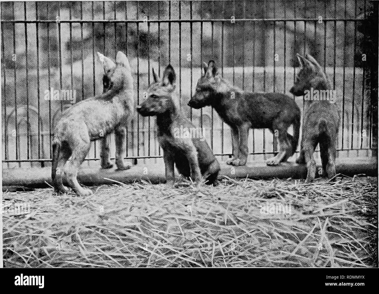 . Säugetiere von anderen Ländern;. Säugetiere. 84 DIE LEBENDEN TIERE DER WELT. Foto von schulischen Foto. Co."] {^ Parson * "Grüne WOLF CUBS T/tese sind e 'v' idently der Brüder Romulus und Remus die Antilope, die Sie ruhig liegen. Nach etwa zehn Minuten oder so, die kleinere der beiden stand auf und trottete in die felsigen Hügeln, und plötzlich erschien auf der Kante, die vorwärts und rückwärts läuft wie eine Scotch collie Hund. Die größeren Wolf, sobald er sah, dass die ANTILOPEN in vollem Umfang auf die Watch belegt - ing sein Begleiter, stand auf und kam so fest er konnte Galopp auf die nullah. Un-fortunat Stockfoto
