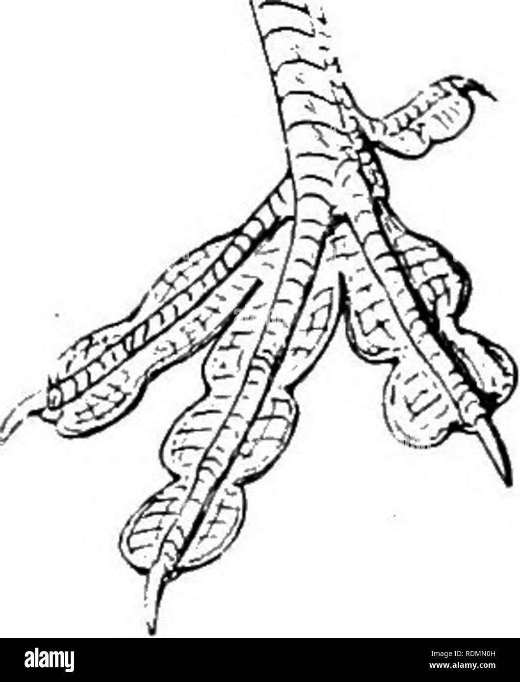 . Die Vögel von Illinois und Wisconsin. Vögel, Vögel. Bill, hingewiesen