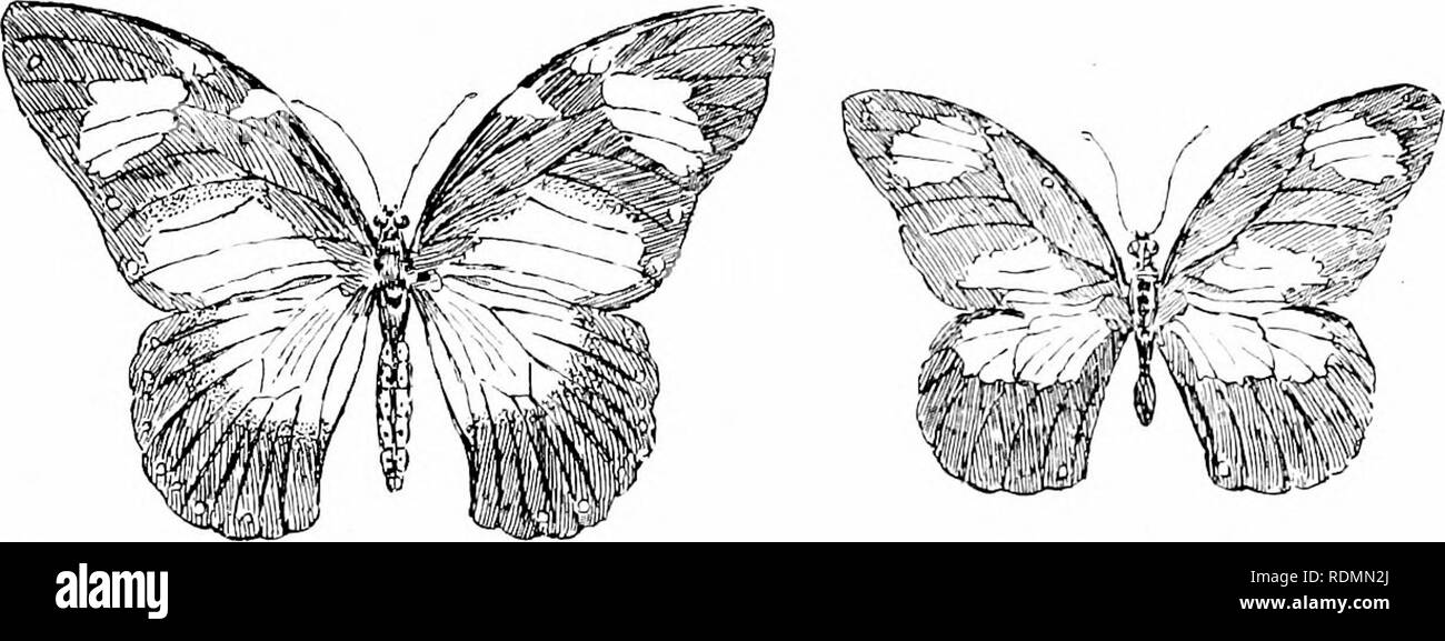 . Wunder der Vogelwelt. Vögel. Kapitel X MIMIKRY UND SCHÜTZENDE RESEMRLANCE IN FARBE DER VÖGEL. Weibliche Pnfiilio jHcrope (Fam. PapilionidiF). Weibliche Atitaiiris nlavlas (Fain, Danaidce). Mimikry in Insekten- und Curassow Karakara - Dronyo und Schwarz Kuckucksuhr Orioles und Behelmten Honig - Esser - Owl-Parrot - dick - Knie - Wimpel - winged Nightjar - Argentinien wenig Rohrdommel - Ptarmisfan und Willow-Grouse. Ein sehr interessantes Phänomen in Verbindung mit der Färbung der Tiere ist, dass als "Mimikry bekannt." Kürzlich hat es die Mode geworden, das als "Unbewussten" "mimikry zu sprechen, Stockfoto
