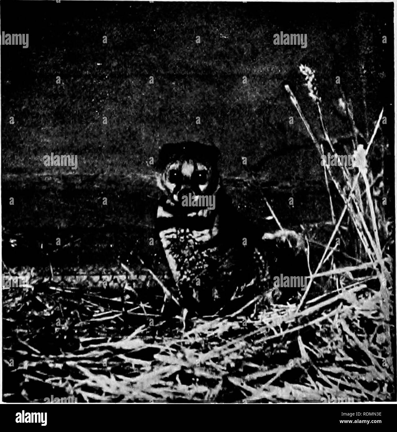 . Säugetiere von anderen Ländern;. Säugetiere. fhoto von schulischen Foto. Co] AFRIKANISCHE ZIBETKATZE dieses Foto shoivs thefnely Fell Der spectre und die Front' Ansicht des Kopfes töten Ratten markiert. Einige andere sehr ähnliche Formen sind in Afrika gefunden. Die ; f", daß einer solchen sehr orientalisch aussehende ani-mal in Europa ist so etwas wie eine Überraschung, obwohl viele Menschen vergessen, dass unsere Südeuropäischen Tiere sind sehr wie die von Afrika und dem Mittleren Osten. Das Stachelschwein, die in Italien und Spanien üblich ist, und der Luchs und Barbary ape sind Instanzen. Ein Zahmes genet von Bekannten des Schriftstellers in Italien gehalten wurde absolut Stockfoto