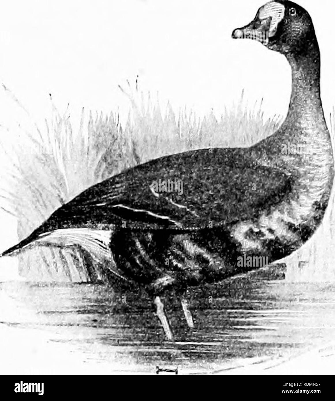 . Vögel der Usa östlich der Rocky Mountains; ein Handbuch für die Identifizierung von Arten in der Hand oder im Busch. Vögel. FAM. L. in Dollars, Gänse und Schwäne 281 Snow Goose (169". G. h. nivalis) ist wie die letzte, aber viel größer. Länge, 28-38; 17-19; Flügel, Schwanz, 6^; Tarsus, 3-3 J; culmen, 2^-2 |. Nordamerika; Zucht weit im Norden, und Überwinterung von Maryland nach Kuba. Selten auf der atlantischen Küste nördlich von Virginia. 4. Blaue Gans (169-1. Chen cceruMscens). - Eine bräunlich-graue Gans, mit dem Kopf und Hals weiß, und die mittleren und unteren Hals schwärzlich. Der untere Bauch ist ein gra Stockfoto