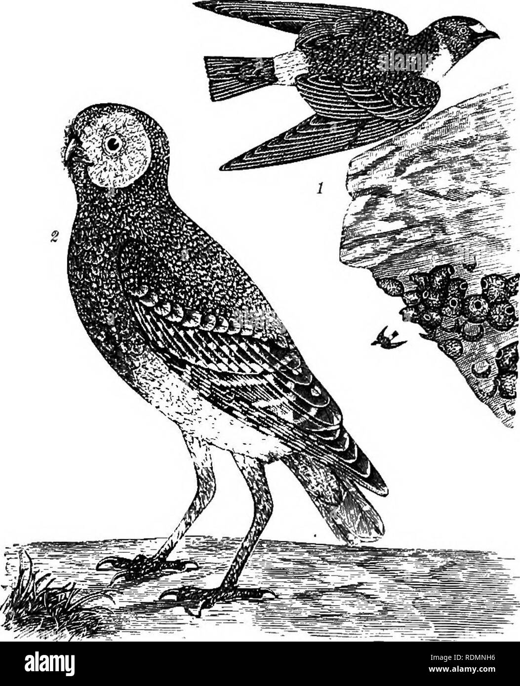 . Amerikanische Ornithologie: oder, die Naturgeschichte der Vögel der Vereinigten Staaten. Vögel. Platte B, 5]. Weibliche Krähe Amsel. 2. Orange - gekrönte Platte B, 6.-1. Crimson - vorangegangen Bullfincli. 2, weiblich. Warbler. 3. Lerche Finch. 3. Arkansas Siskin. 4. Weibliche American Goldfinch. .'). La-Zuli Finch.. Bitte beachten Sie, dass diese Bilder sind von der gescannten Seite Bilder, die digital für die Lesbarkeit verbessert haben mögen - Färbung und Aussehen dieser Abbildungen können nicht perfekt dem Original ähneln. extrahiert. Wilson, Alexander, 1766-1813, Bonaparte, Charles Lucian, 1803-1857; Baird, Spencer Stockfoto