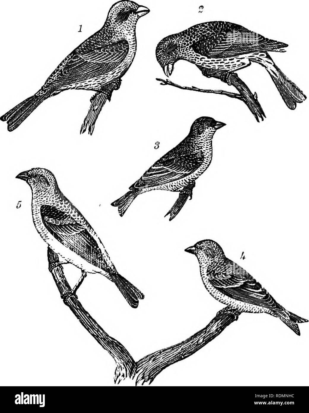 . Amerikanische Ornithologie: oder, die Naturgeschichte der Vögel der Vereinigten Staaten. Vögel. Platte B, 5]. Weibliche Krähe Amsel. 2. Orange - gekrönte Platte B, 6.-1. Crimson - vorangegangen Bullfincli. 2, weiblich. Warbler. 3. Lerche Finch. 3. Arkansas Siskin. 4. Weibliche American Goldfinch. .'). La-Zuli Finch.. Bitte beachten Sie, dass diese Bilder sind von der gescannten Seite Bilder, die digital für die Lesbarkeit verbessert haben mögen - Färbung und Aussehen dieser Abbildungen können nicht perfekt dem Original ähneln. extrahiert. Wilson, Alexander, 1766-1813, Bonaparte, Charles Lucian, 1803-1857; Baird, Spencer Stockfoto