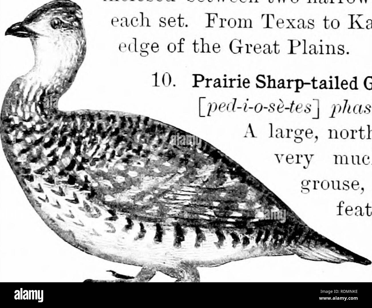 . Vögel der Usa östlich der Rocky Mountains; ein Handbuch für die Identifizierung von Arten in der Hand oder im Busch. Vögel. 226 SCHLÜSSEL UND BESCHREIBUNG Die abgerundeten, schwärzliche Schwanz ist mit weißer Spitze. Die Frau hat den Hals viel Büschel kleiner. Dies ist ein Vogel der offenen Wiesen, selten gefunden, ausser bei schweren Stürmen, in Fachwerk Tracts. (Pinnated Grouse; Prairie Huhn.) Länge, 17-19; Flügel, 9 (8|-9;); Schwanz, 4; Tarsus, 2; oulmen, J. Prärien des Mississippi Valley, südlich von Louisiana, von Osten nach Ohio, Norden Ontarios, und West nach Nebraska. Das heidehuhn (300. Tympaniichus cupido) Stockfoto