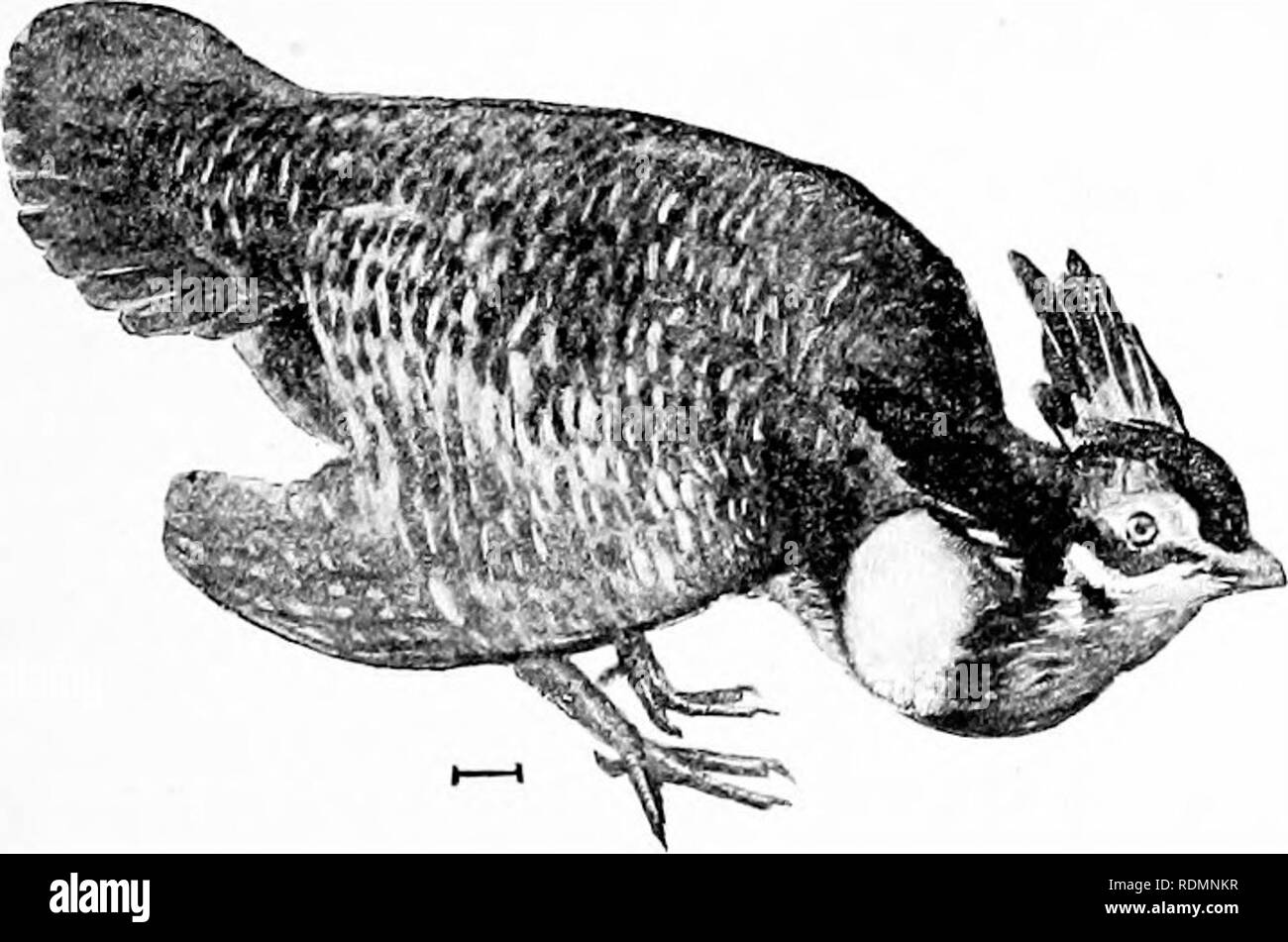 . Vögel der Usa östlich der Rocky Mountains; ein Handbuch für die Identifizierung von Arten in der Hand oder im Busch. Vögel. Willow ptarmigan Dies ist eine reiche Vogel in den arktischen Regionen, sondern nistet nicht weiter südlich als zentrale Labrador, obwohl im Winter nach Süden wandert, auch in den nördlichen New York. Die ptarmigaais haben die Zehen fullj" gefiederten. Länge, 14-17; Wing, 71; Schwanz, 4'; culmen,. Nördlichen Teile des nördlichen Saum - Ikugelförmig; Süden im Winter gelegentlich in die nördliche Grenze der Vereinigten Staaten. Tlie Rock Ptarmigan (302. Laybpus rupeslris), NT-Arktis bin Stockfoto