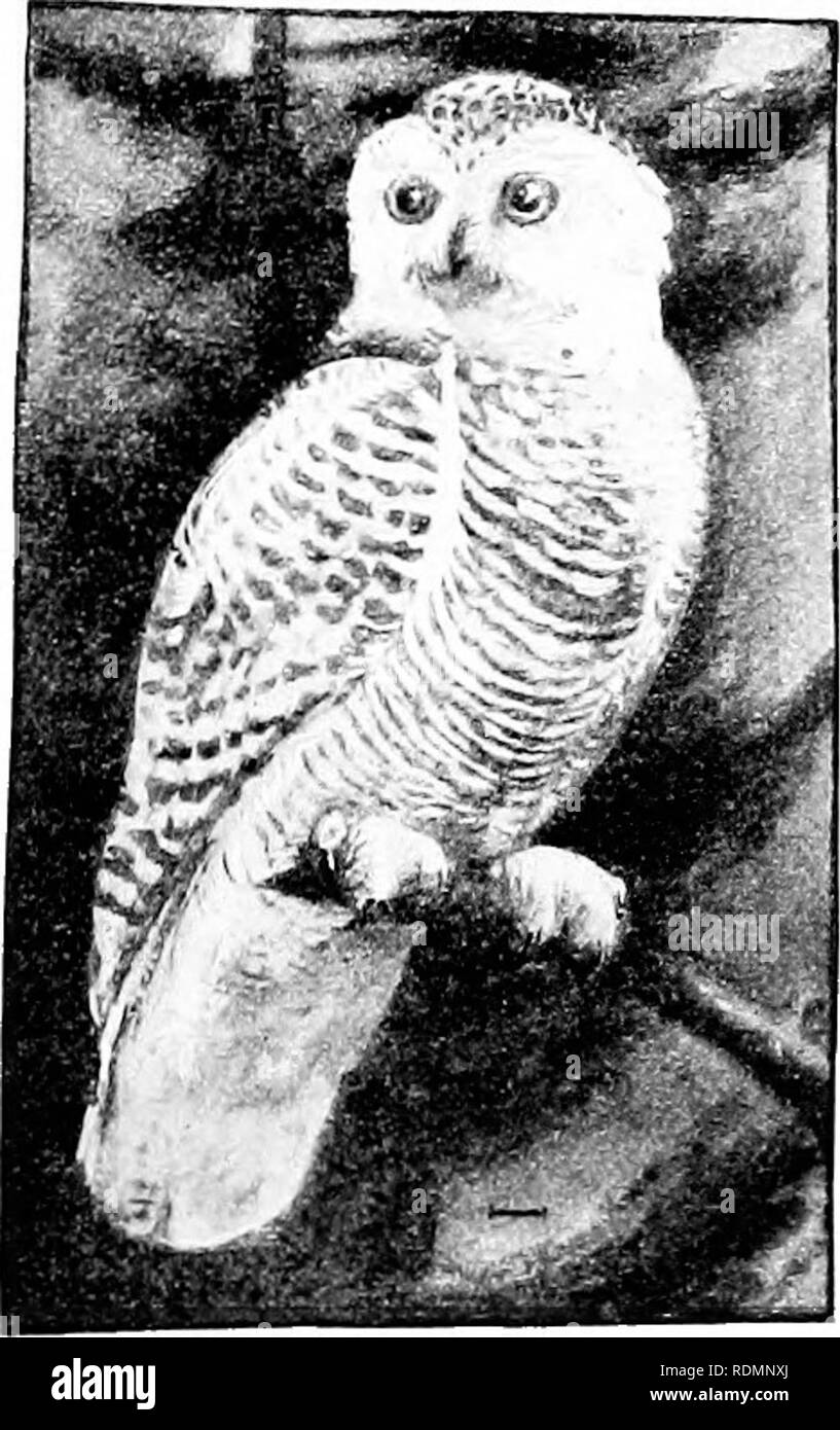 . Vögel der Usa östlich der Rocky Mountains; ein Handbuch für die Identifizierung von Arten in der Hand oder im Busch. Vögel. fireat Horned Owl 9. Snowy Owl (376. Nyctea nyctea). - eine sehr große, gesprenkelte, weiße Eule, mit Dicht gefiederten Füße und keine ohrbüschel. Das Weibchen ist stärker ausgeschlossen. Es ist ein Tag - Fliegen, Yellow-eyed Eule, in den Vereinigten Staaten gefunden nur im Winter. Obwohl ein Tag - fliegende Eule, ist es aktiver am frühen Morgen und am Abend. In den USA ist es apt in sumpfigen Wohnungen angrenzenden Buchten und Flüsse gefunden werden, und entlang der Küste. Länge, 20-27; Wing, 17 (I Stockfoto