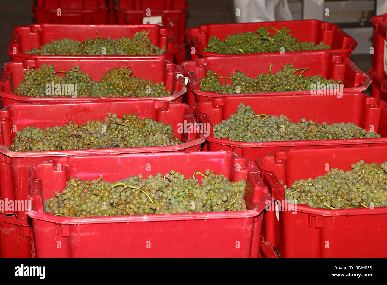 Ernte der reifen Trauben der weißen Rebsorte in roten Kunststoffbehälter an Weingut Fabrik Lager oder die Herstellung von Wein workshop Stockfoto