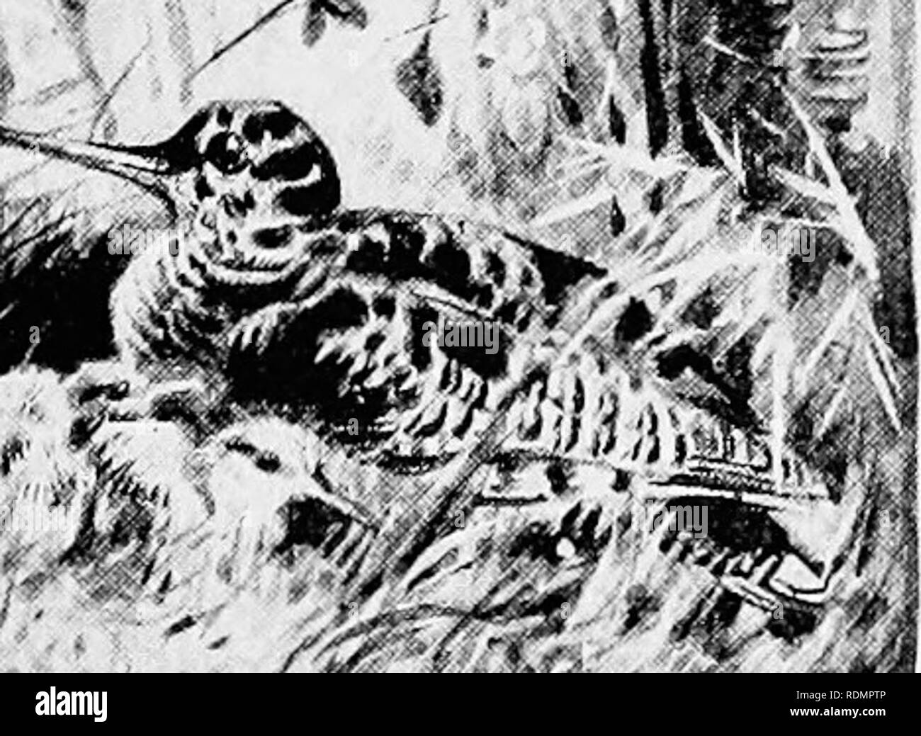 . Ein Jahr des Sports und der Naturgeschichte, Schießen, Jagen, Coursing, Falknerei und Angeln. Jagd; Angeln; Falknerei; Vögel. 1 ^.. Die WALDSCHNEPFE., dass in diesem Land im Oktober kommen zurück in den Norden Europas im März Hunderte bleiben und ihre Eier legen und hinten ihre Jungen an geeigneten Orten in England. Auch innerhalb der Nester einige Jahre Waldschnepfen' haben in Caen Holz, Highgate gefunden worden, und in der Nähe der Metropole als Streatham. Die Nester sind lediglich eine Depression p2. Bitte beachten Sie, dass diese Bilder sind von der gescannten Seite Bilder, die digital für die Lesbarkeit erhöht worden sein können extrahiert - Stockfoto