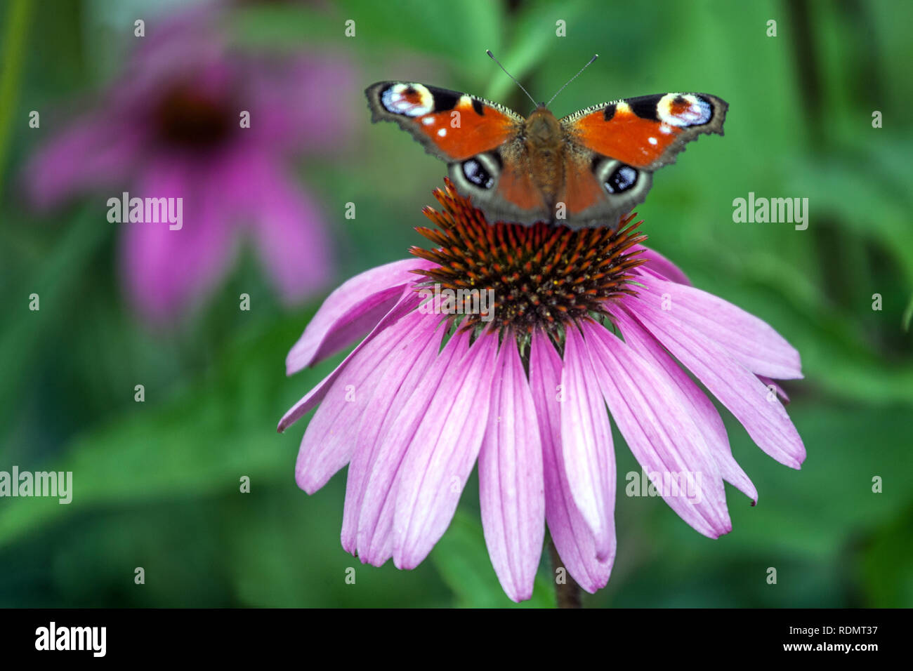 Schmetterling auf Blume Fütterung Nektar, Peacock Schmetterling auf Blume Inachis io sitzt auf Purple Coneflower Echinacea Flower Bokeh Stockfoto