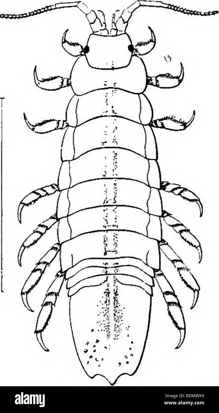 . Höhere Krebse von New York City. Krebstiere. Länge 8 mm, Breite 4 mm. Farbe sehr variabel, einige slaty Grau oder auf der Rückseite mit einem Weißlichen, cremefarbenen oder rosa-ceous Längs patch Bor-markierten mehr oder weniger ihre mit Schwarz. Die Farbe ist offensichtlich Schutz, da sie eng mit dem Felsen, auf dem die Tiere zu finden sind. Am Bartow genommen. Eine andere kleinere Arten, die noch Unte-Angerissen, und anscheinend vom rt J°°°°°° Bild. 46 Sphaeroma quadridenta - zu dieser Gattung, ist gefunden worden, tum (nach Harger) schwimmen Um in der kleinen Pools, die durch die Flut links, im City Island und auf Staten Island. Stockfoto