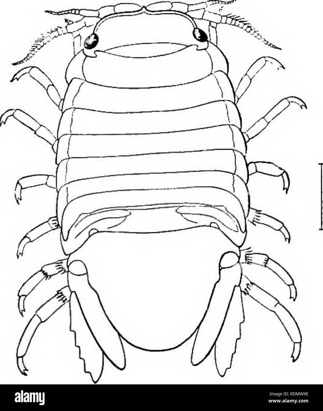 . Höhere Krebse von New York City. Krebstiere. Höhere Krebse VON NEW YORK CITY 175. Länge 8 mm, Breite 4 mm. Farbe sehr variabel, einige slaty Grau oder auf der Rückseite mit einem Weißlichen, cremefarbenen oder rosa-ceous Längs patch Bor-markierten mehr oder weniger ihre mit Schwarz. Die Farbe ist offensichtlich Schutz, da sie eng mit dem Felsen, auf dem die Tiere zu finden sind. Am Bartow genommen. Eine andere kleinere Arten, die noch Unte-Angerissen, und anscheinend vom rt J°°°°°° Bild. 46 Sphaeroma quadridenta - zu dieser Gattung, ist gefunden worden, tum (nach Harger) schwimmen Um in der kleinen Pools links von der Tid Stockfoto