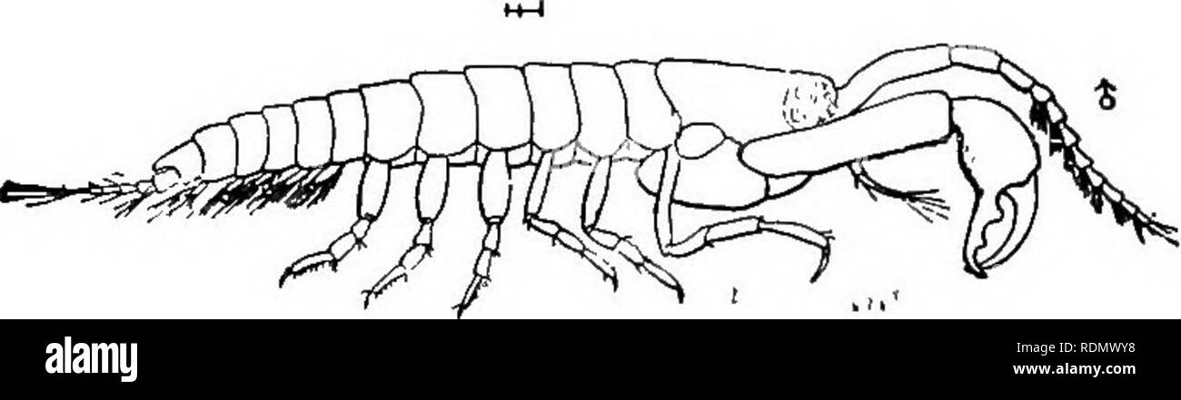 . Höhere Krebse von New York City. Krebstiere. Höhere Krebse VON NEW YORK CITY 171 leptochila Dubai (Kr.) Tanais d 11 b i u s Krdiyer. Nat. Tidsskr. 4 1178, pl.2, Abb. 20-22. Tanais filum Verrill. I. C. 1874. P - S73 - Leptochila algicola Harger. /. C. 1880 S.421, Pi. 12-13, Abb.-8 o, 83-86.. Bitte beachten Sie, dass diese Bilder sind von der gescannten Seite Bilder, die digital für die Lesbarkeit verbessert haben mögen - Färbung und Aussehen dieser Abbildungen können nicht perfekt dem Original ähneln. extrahiert. Paulmier, Frederick Clark, 1873-1906. Albany, New York State Education Department Stockfoto
