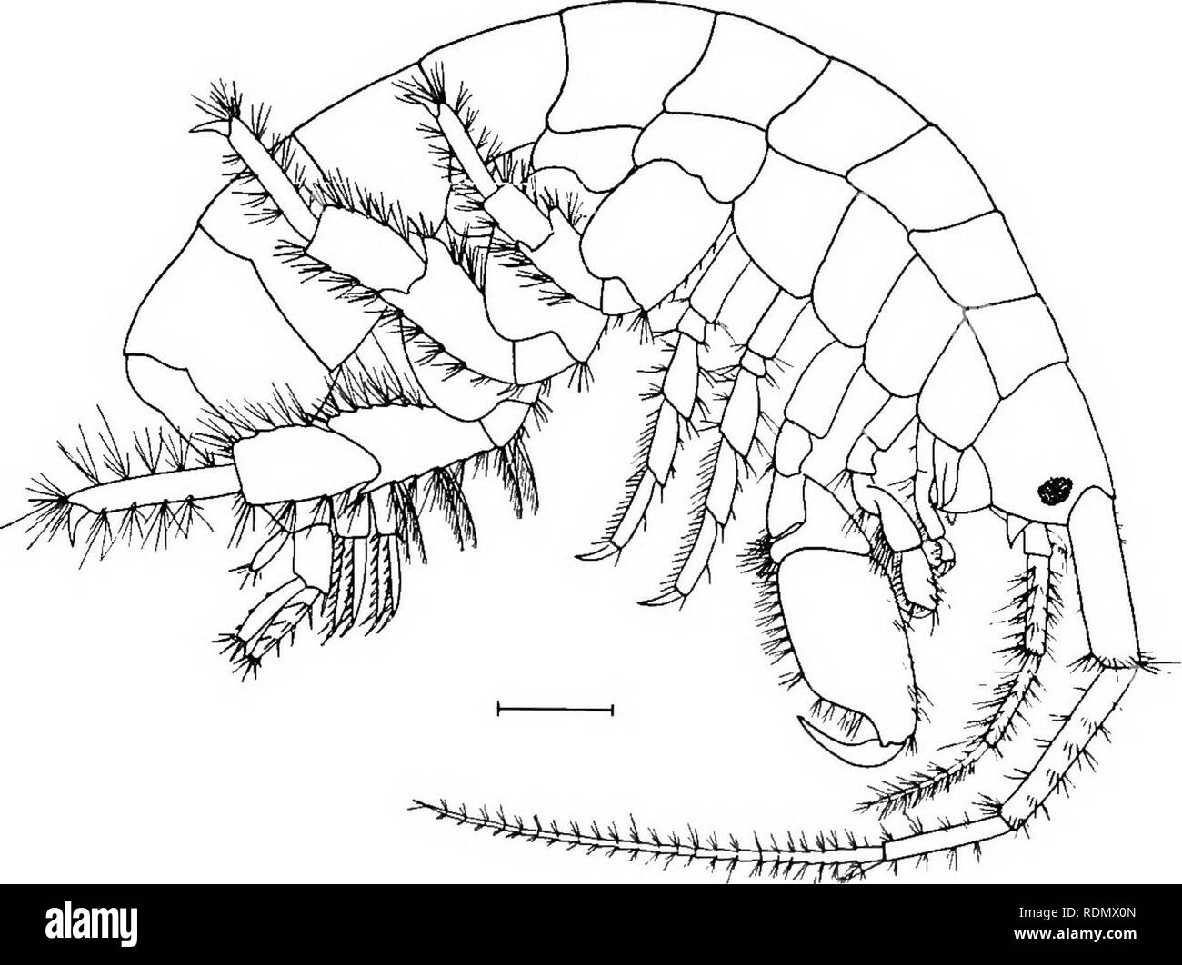 . Höhere Krebse von New York City. Krebstiere. Höhere Krebse VON NEW YORK CITY 163 Solange Stiel und mit Zubehör flagellum. Antennen, solange Stiel von antennulae. Erste gnathopoda Klein, Zweiten sehr viel größer. Abb. 32 Elasmopus laevis Länge 5-7 mm. Farbe weisslich. Unter Steinen gefunden und rockweed bei niedrigem Wasserstand markieren. Am Bergen Strand genommen. Familie photidae Antennulae länglich und schmal, mit oder ohne sekundäre flagellum. Antennen in der Regel als stouter antennulae. Kiefer mit einem palp. Gnathopoda mehr oder weniger ungleiche, einem der Paare besonders im männlichen geändert werden. Stockfoto
