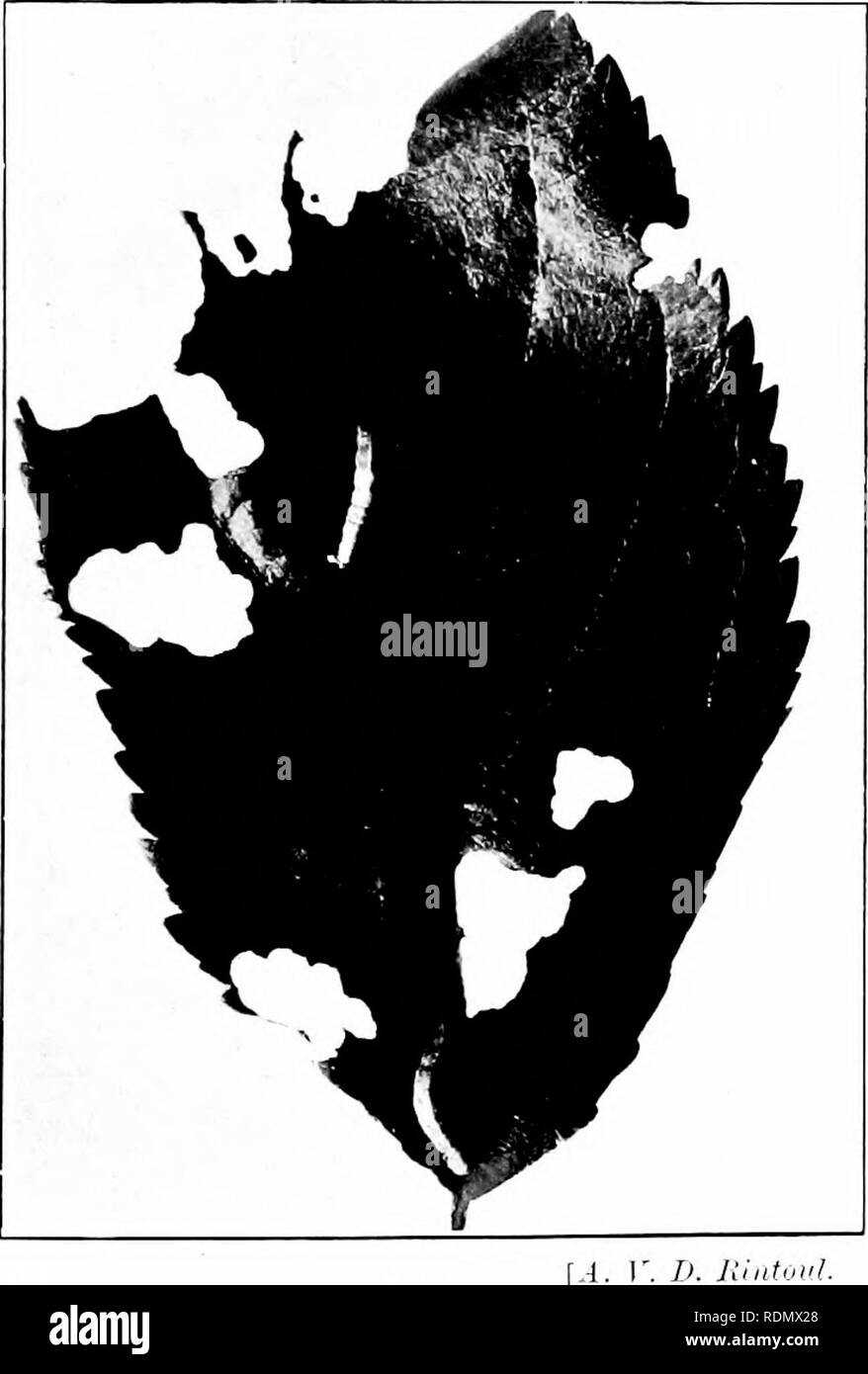 . Das Insekt und anderen alliierten Schädlinge der Obstgarten, Bush und Treibhaus Früchte und ihre Prävention und Behandlung. Schädlinge; Obst. Die Eizellen (Abb. 3 S) sind sehr marketl. Auf den ersten Sie sind blass gelblich-grün, später Sie hecome lirick - dnst Re (l. Sie sind etwas länglichen, truneateil an jedem Ende und ein &Lt;Lis - tinctly geformtes Shell haben. Die Position, in der sie festgelegt sind unterschiedlich, einige sind um Knospen platziert, einige sind um Ihe innen beschnitten surhices, andere in Spalten, die in den Zweigen und kleineren houghs. rrei. | uently sie gut durch die natürliche Haare ot die Shouts, Moose, Flechten prutected sind Stockfoto