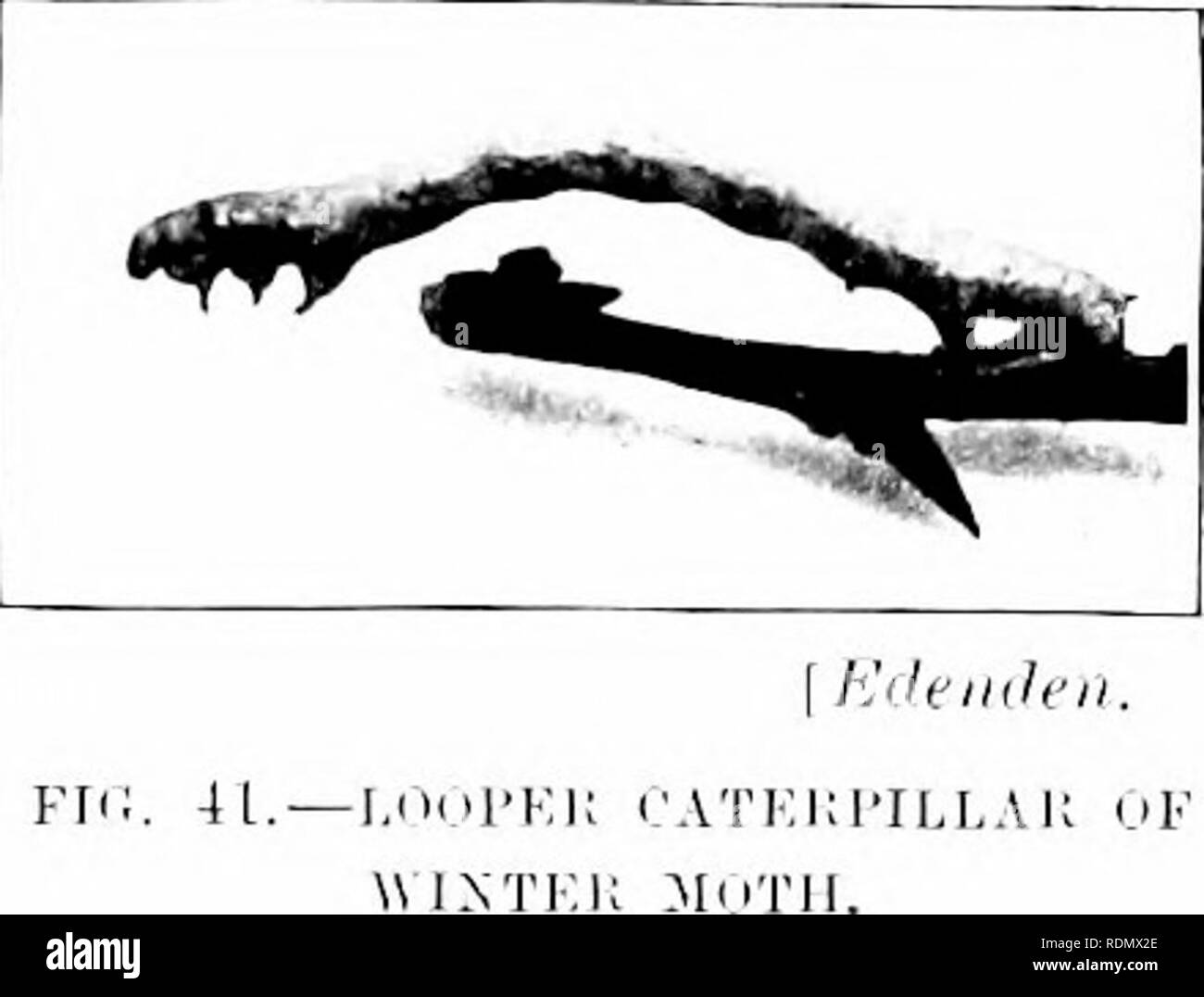 . Das Insekt und anderen alliierten Schädlinge der Obstgarten, Bush und Treibhaus Früchte und ihre Prävention und Behandlung. Schädlinge; Obst. I) iscct^ lujurioHS auf Apple. 53. Die Eizellen (Abb. 3 S) sind sehr marketl. Auf den ersten Sie sind blass gelblich-grün, später Sie hecome lirick - dnst Re (l. Sie sind etwas länglichen, truneateil an jedem Ende und ein &Lt;Lis - tinctly geformtes Shell haben. Die Position, in der sie festgelegt sind unterschiedlich, einige sind um Knospen platziert, einige sind um Ihe innen beschnitten surhices, andere in Spalten, die in den Zweigen und kleineren houghs. rrei. | uently sie gut durch die Natura prutected sind Stockfoto