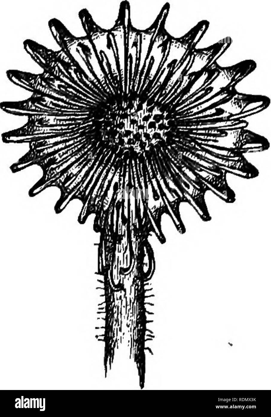 . Insectivorous plants. Fleischfressende Pflanzen, Pflanzen. 10 DBOSEEA BOTUNDIPOLIA. Ohap. Ich Die Tentakel in der Akte des Wendepunktes fegen durch einen weiten Raum; so eine marginale Tentakel, die in der gleichen Ebene mit der Klinge verlängert, bewegt sich bis zu einem Winkel von 180°, und habe viel reflektiert Tentakel eines Blattes, aufrecht bewegen sich durch einen Winkel von mindestens 270° Stand gesehen. Der biegsame Teil ist fast zu einem kurzen Raum in der Nähe der Basis beschränkt; aber einen etwas größeren Teil der länglichen äußeren Tentakel. Bitte beachten Sie, dass diese Bilder aus gescannten Seite Bilder, digita wurden extrahiert werden Stockfoto