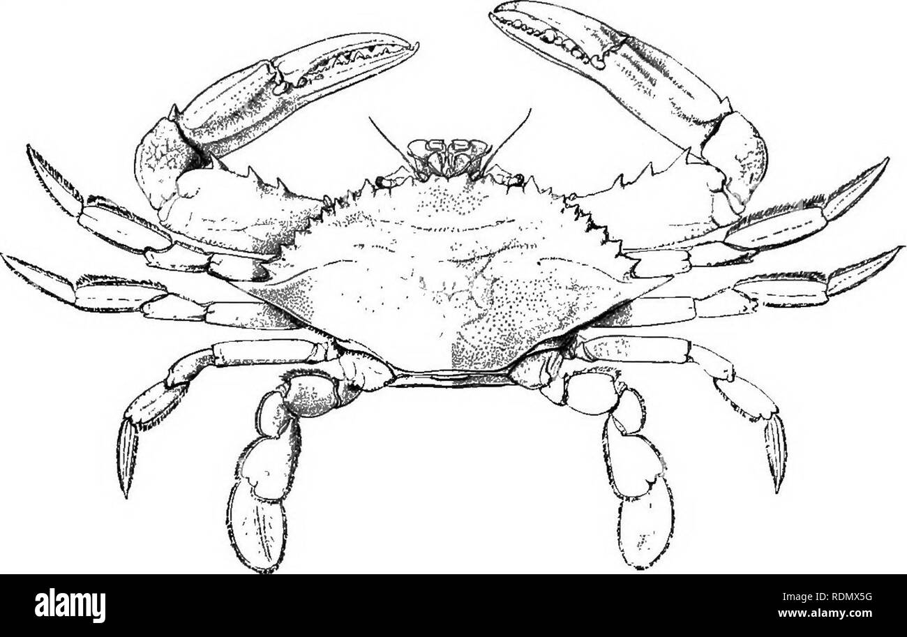 . Höhere Krebse von New York City. Krebstiere. 142 NEW YORK STATE MUSEUM Familie poktunidae hastatus Callinectes Ordway Taschenkrebse, Blue crab Callinectes Orel Weise hastatus. Bost. Jour. Nat. Hist. 1863. 7: s68.. Verrill. /. C. 1874. S. 548. Lupa diacantha DeKay. /. C. S. 10, PL.3, Abb. 3. Callinectes sapidus Rathbun, M. J. US Nat. Mus. Proc. 1896. 18:349, pl. 12-14. Panzers doppelt so lang wie breit, mit einem starken Rücken an jeder Seite letzte Paar Beine mit dem Terminal Segment abgeflacht. Farbe dunkel Grün.. Abb. 11 Callinectes hastatus (nach Ra hbun) Dies ist die gebräuchlichste Form in den Märkten verkauft und Stockfoto