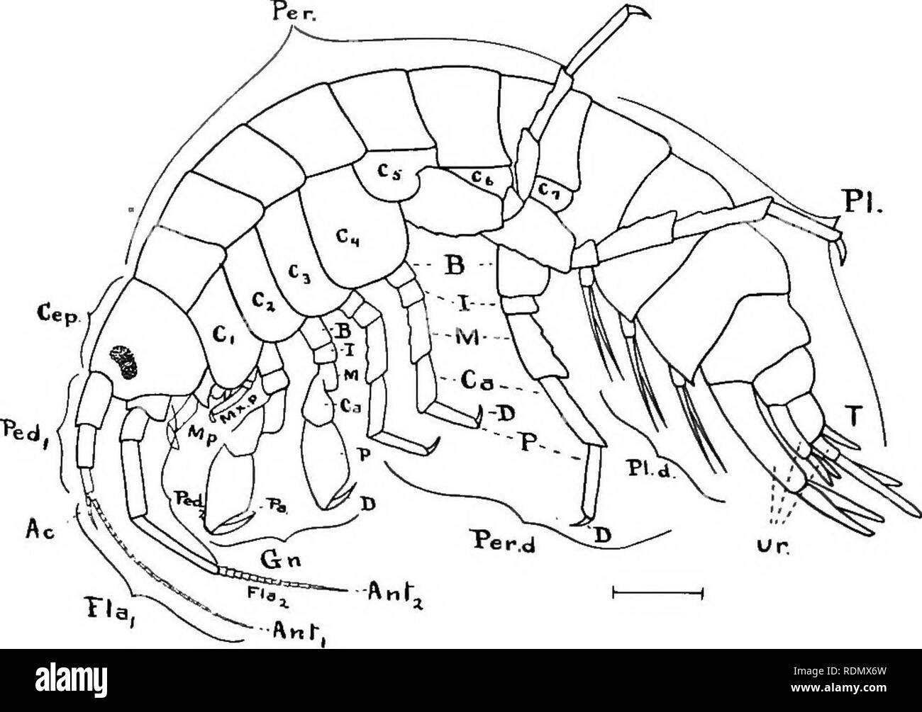 . Höhere Krebse von New York City. Krebstiere. 122 NEW YORK STATE MUSEUM Strand Flöhe oder eines der gemeinsamen Salz - Wasser Gammarids wird als gut tun. In dieser Form [Abb. i] die Fusion der Segmente hat nicht in dem Maße berücksichtigt, dass es in der Krebse. Der Kopf besteht aus den prostomium und fünf fusionierten Segmente, und Ihnen wird hinzugefügt. Abb. i-Diagramm von Gammarus fasciatus Bereiche des Körpers: t&gt;/=cephalon oder Kopf; Pro. = pereion, thorax oder mesosome;/Y=pIeon, Bauch (die ersten drei Segmente dieses werden manchmal auch als die metasome, die letzten drei urosome) Anhängsel von cephalon: &gt; 4 M Stockfoto