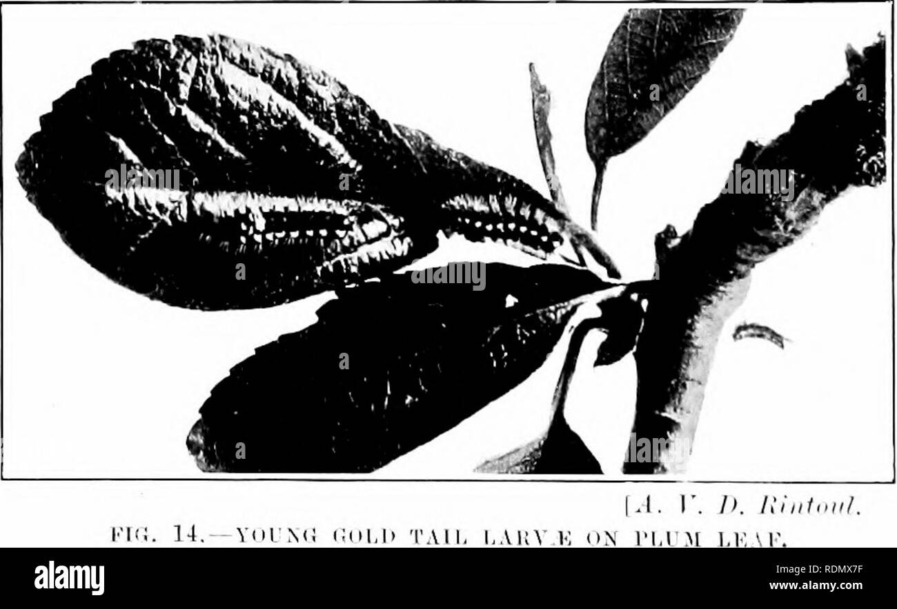 . Das Insekt und anderen alliierten Schädlinge der Obstgarten, Bush und Treibhaus Früchte und ihre Prävention und Behandlung. Schädlinge; Obst. aus ihren kleinen Kokons am 18 jIarch. Sie fort zuführen, bis Juli, Hütte viele im letzten Teil von Juni gereift. Die Larve ist tief hro'Nish - lirighl witli lilack, ein. Ich 'cd-dorsalen Streifen, eine rote Linie auf jeder Seite beschmutzt mit ^Hite, und amiither aliow - die Beine. Die segirrents haben Büschel von braunen Haare.. Wenn sie reif ist, in einem grauen coimkiu Zotten lar-al Haare in seine Netze spinnt, und ehauges zu einem tiefen Braun]) upa; diese sind tisually. Bitte beachten Sie t Stockfoto