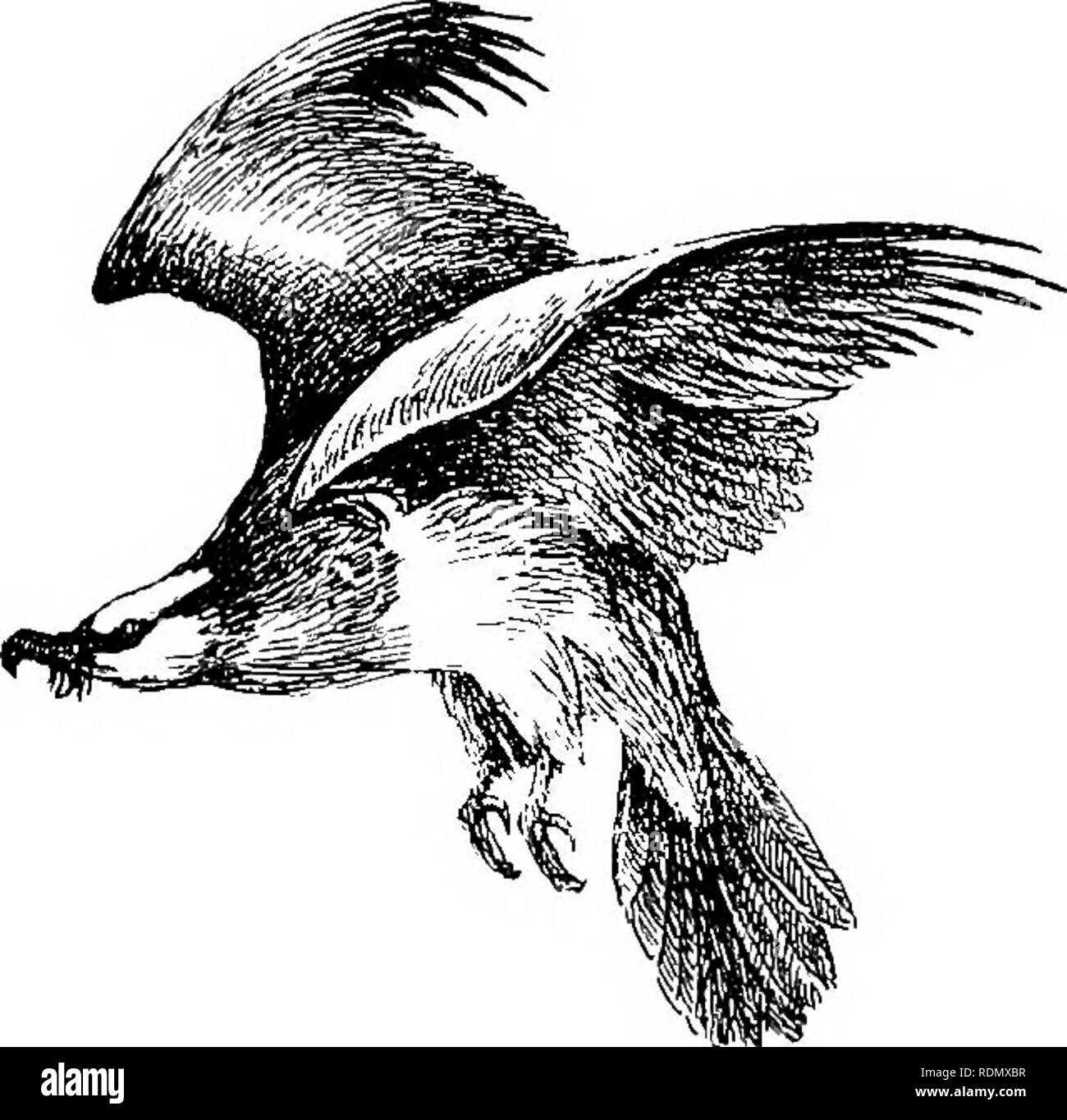 . Unerforscht Spanien. Jagd; Natural History. 314 unerforschten Spanien für einen Schnee - Jagt, nach der schwindenden Monachil zu seiner Quelle, wo die entstehenden Fluss rieselt in Triple Bächlein unten Black Rock - Wände bedecken sich von drohenden Schneefelder. Hier Schnee lag in zerstreuten Flecken übersät mit Die wieder auflebende unkillable "nadelkissen" ginster [Buphaurum Spinosum) und einem Stacheligen Besen, die später entwickelt ein lila blühen und durch Intervalle, in denen die schmelzen Mantel Mutter Erde viskose verlassen hatte und in-Choate, Herz - an der Demütigung von acht Monaten in der Arktis gebrochen getrennt. Weiter oben auf der s Stockfoto