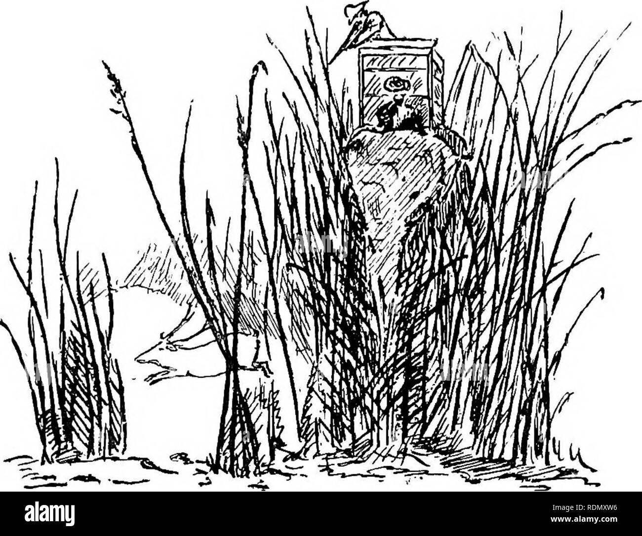 . Dschungel von-möglichkeiten in Indien; Blätter von den Hinweis - das Buch der ein Sportler und einem Naturwissenschaftler. Jagd; Natural History. Kapitel V Der hog Rotwild - Aussehen und Hörner - Gewohnheiten - Wie zu schießen - Schießen aus der Elefant im Gras Dschungel - Schwierige Schüsse - Stiel-ing-Titel - bellende Rehe orkakar - Eine nervige kleine Tier - Aussehen - neugierig Hörner - Titel - Gewohnheiten - Einfach zu Halm und Töten - Jungen - Indische maus Rotwild - ein kleines Reh - Gewohnheiten - hat keine Trophäe. Die HOG HIRSCH für seine Größe der hog Hirsch (Cervus porcinus) oder para, wie er in den Vereinigten Provinzen bezeichnet, ist ein Plumpes httle Tier ähnelt in vielerlei Hinsicht ein SAMBHAR en m Stockfoto