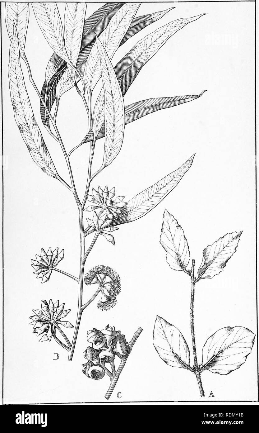 . Forstwirtschaft Handbuch... Die Wälder und die Forstwirtschaft; die Wälder und die Forstwirtschaft; Bäume. F.R., Pi. 102.. Eukalyptus MACRORRHYNCHA. F.v.M. (Rot Stringybark.). Bitte beachten Sie, dass diese Bilder sind von der gescannten Seite Bilder, die digital für die Lesbarkeit verbessert haben mögen - Färbung und Aussehen dieser Abbildungen können nicht perfekt dem Original ähneln. extrahiert. New South Wales. Abt. der Länder. Forstwirtschaft Niederlassung; Heu, R. Dalrymple, Maiden, J. H. (Joseph Henry), 1859-1925. Sydney, W. A. Gullick, Regierung, Drucker Stockfoto