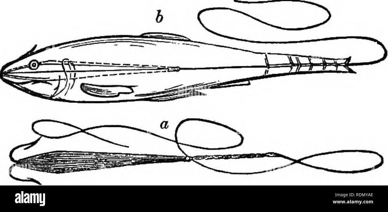 . Das komplette Handbuch für junge Sportler: mit Anweisungen für die Handhabung der Pistole, Gewehr, und die Stange; die Kunst des Schießens auf dem Flügel; das Brechen, das Management und die Jagd auf den Hund; die Sorten und Gewohnheiten des Spiels; Fluss, See, und hovedmeny, etc... Jagd; Schießen; Angeln; Hunde. Leber sind geschaedigt Fischen und Angeln. 391 abgeschnitten werden, und den Kopf und die Schultern, dann schräg aus mit einem scharfen Messer in Scheiben geschnitten werden. Wenn dies geschehen ist, Ende nach vorne verwendet werden - das heißt, in der Nähe der Rute, und anschliessend als Leiter der Fisch zu erscheinen. In diesem Modus werden die shiner, Brassen, oder andere kleine Fische können Stockfoto