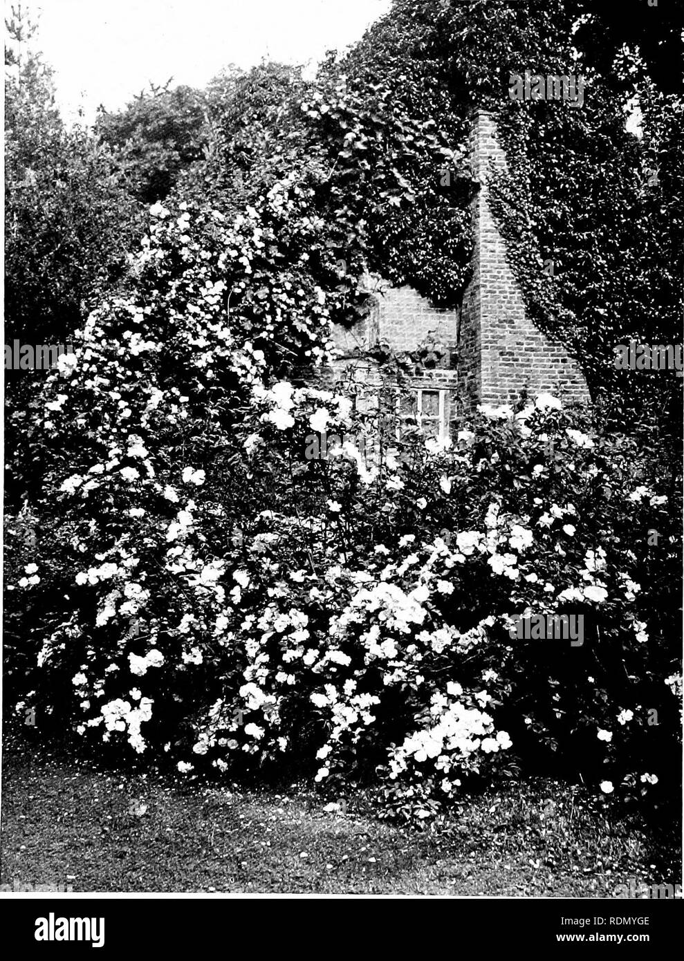 . Gärten für kleine Häuser auf dem Land. Gärten. ii 6 Gärten Jor Sinall Landhäuser. Darüber ein maßwerk ol einige andere Kletterer, wie Clematis Flammula oder Virginia Creeper. Ein weiterer Stein Gateway (Abb. 150) ist ziemlich mit Rose und Weinstock Laub gekleidet; aber ihr Wachstum ist bereits genug - ein wenig mehr und es wäre übertrieben werden. Die beliebte und in seinen Platz, wertvolle Ampelopsis Veitchii hat viel für zu beantworten. Es hat Pro-ceptibly die feinen Mauerwerk von einigen der alten Tudor Gebäude in Hampton Court geschädigt - nicht nur ersticken - ing die Architektur, sondern auch die Oberfläche zu beschädigen. Die p Stockfoto