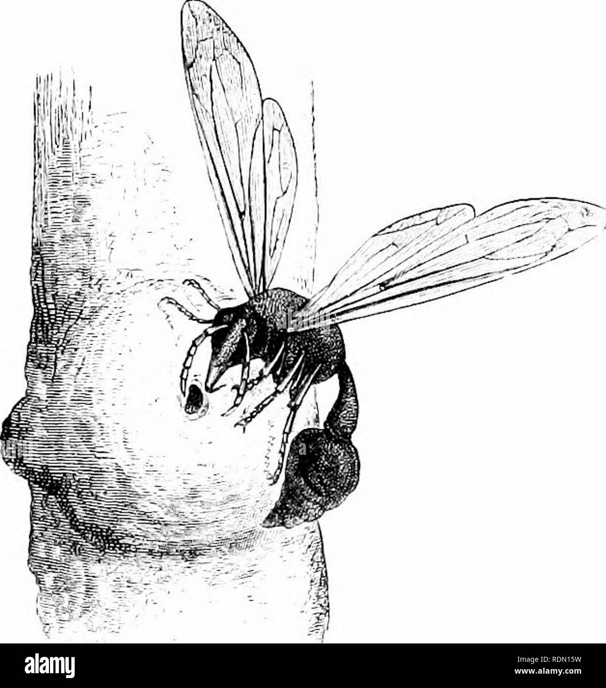 . Die Gärten der Sonne: oder ein Naturwissenschaftler Journal auf den Bergen und in den Wäldern und Sümpfen von Borneo und dem Sulu-archipel. Botanik; Botanik; Vögel; Vögel. Ich 30 Die Gärten der Sonne [Kap. VI. Spaziergänge. Ich war aktiviert die Insel ziemlich gut zu erkunden, in dem die Arbeit der Hon Dr. Leys mich freundlicherweise unterstützt von dem Darlehen von seinem Pferd "Joseph." Dieses Tier war die schonendste und lösbar Kreatur imagin-fähig und bewundernswert daran gewöhnen, Dschungel reisen, da er irgendwo zwischen Bäumen oder Büschen gehen würde, und. Maso: j Wespe. Möglicherweise vertraut werden still zu stehen, wenn gebunden; oder h Stockfoto