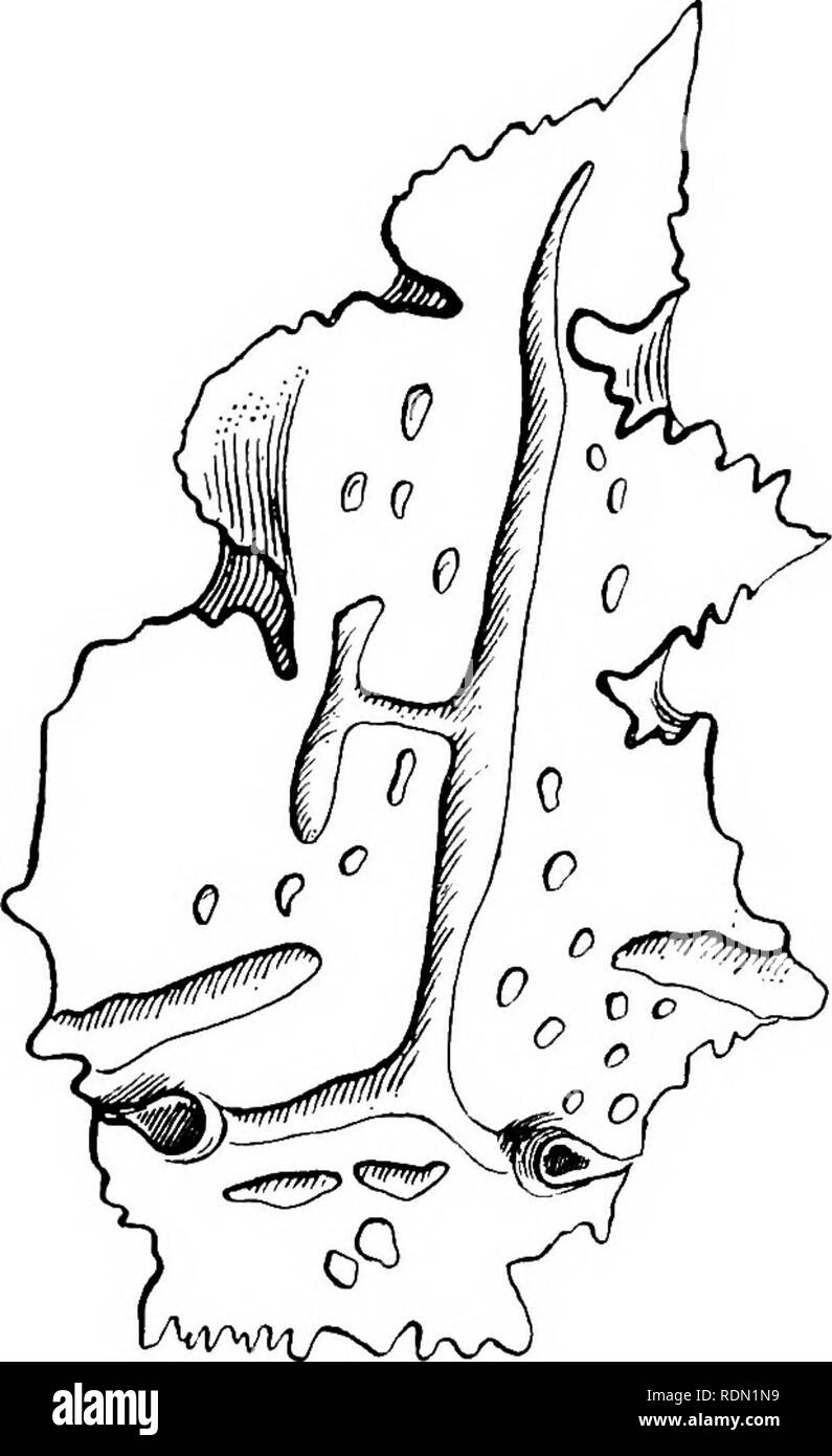 . Natural History. Geologie; Zoologie; Botanik. pu 'B' (^j^d Aws m papuBcixg^ ou Qi' e sniSi'era aqj^ "paAooiS ich!|q. qSi [S Ajlqa puB' ijuojj ut pgpunoj SI!} ooj9T|j^- aSpu pmpn:} Ich § uo [Ni 3 ipaiii oqcj Qo'EAI (} ou op:; nq' uiSiBui psjop Ai [! j raojj spjBMUi seSpii unj om!^ s8 JOt [douiT {j eq;;;;;;;; pnti ^^q^ IWH Y - s9 ioi 8 qn! j Pod^ qs j^ pBinSeaji jnoj Qi' e sajoqdouiqj9i [^Jo (juojj ui setzen? NaeM^ ag saoojd p8 d'Bqs- L gehen V S8 AiS (jT "jjoeq 8 i{!^ JO 8 [ppiHi aq!}^. qSiJ naqB 'q^q: ^UQ • f: j'B8 Qs qo^a0{j qon'Biq ist jjo spuas Pu'B ajojaq aaoqdonTqi eqc^c^snf Sa^' BOJnjiq! jj • 8 SpiJ^^^ TSuoj BnTpn: "snnj Stockfoto