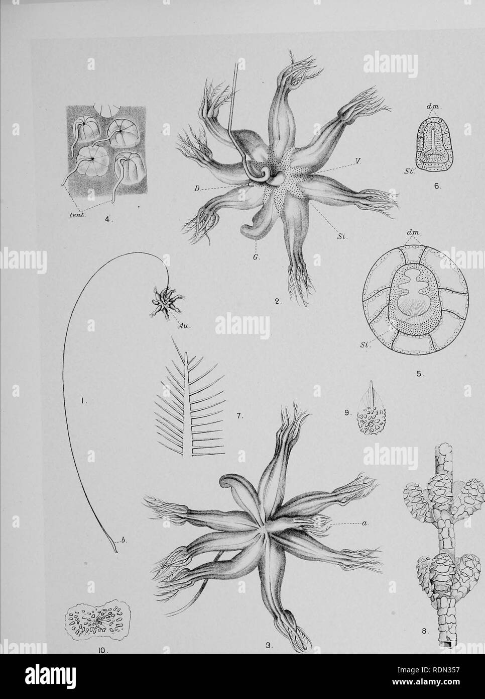 . Natural History. Geologie, Zoologie und Botanik. Antarktis (Discovery) Exp. Alcyoneiria. pi. I, E. Wils auf. Cambridge,. Bitte beachten Sie, dass diese Bilder sind von der gescannten Seite Bilder, die digital für die Lesbarkeit verbessert haben mögen - Färbung und Aussehen dieser Abbildungen können nicht perfekt dem Original ähneln. extrahiert. Die nationalen Antarktis-expedition 1907-1904; Fletcher, Lazarus, Sir 1854-1921; Bell, F. J. (Francis Jeffrey), 1855-1924; British Museum (Natural History). London, Gedruckt im Auftrag des Kuratoriums der British Museum Stockfoto