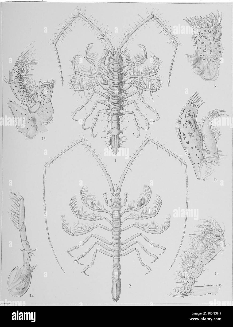 . Natural History. Geologie, Zoologie und Botanik. Antarktis (Discovery