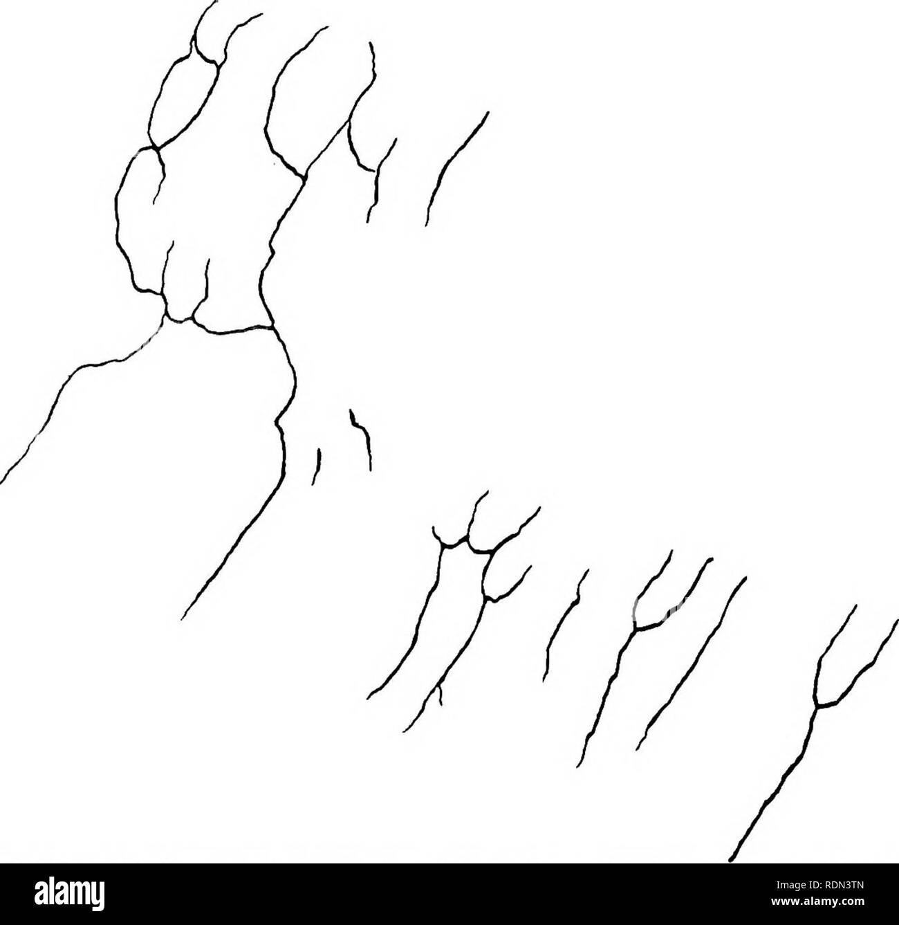 . Natural History. Geologie, Zoologie und Botanik. Schwein. 25. Gewölbte Blow-Loch des Wbddell der Dichtung, siehe S. 21. MID-dorsalen Linie. MID-VENTRALE Fussel. Schwein. 26. Schorf in der Haut von Lobodon (J Nat.-Größe), siehe S. 40. P Gesicht, 3S. Bitte beachten Sie, dass diese Bilder sind von der gescannten Seite Bilder, die digital für die Lesbarkeit verbessert haben mögen - Färbung und Aussehen dieser Abbildungen können nicht perfekt dem Original ähneln. extrahiert. Die nationalen Antarktis-expedition 1907-1904; Fletcher, Lazarus, Sir 1854-1921; Bell, F. J. (Francis Jeffrey), 1855-1924; British Museum (Natural History). London, gedruckt Stockfoto