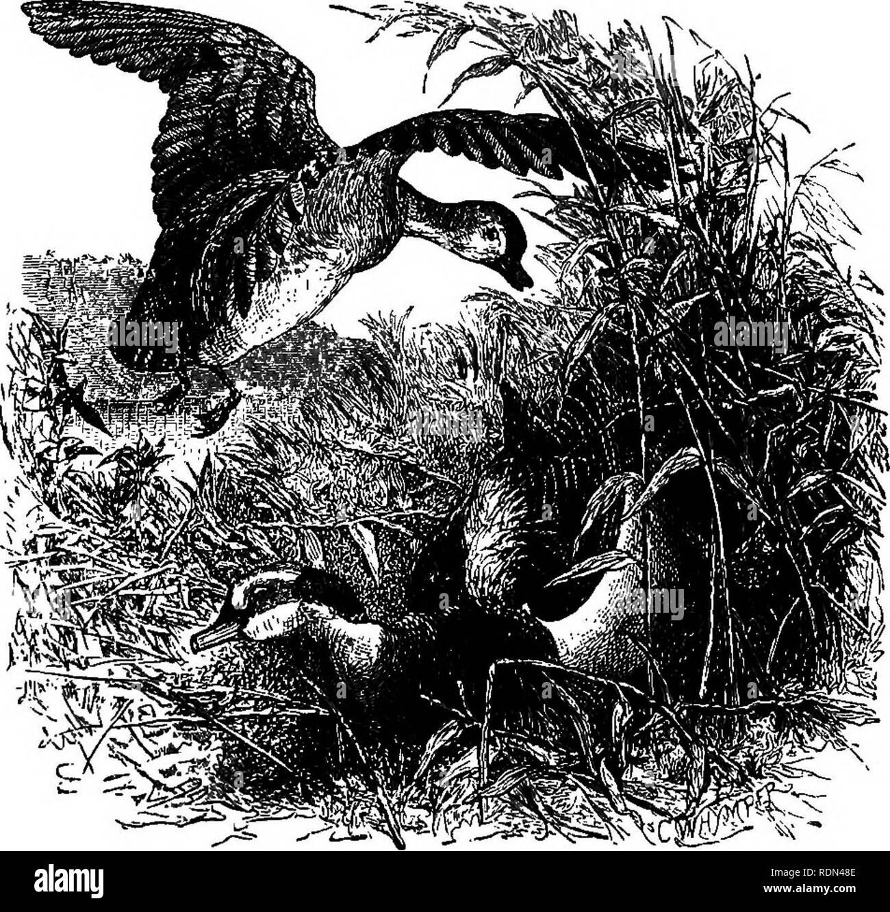 . Kurze Skizzen der wilden Sport & Amp; natürliche Geschichte der Highlands. Jagd; Natural History. Gefieder NACH DEM TOD 153 gab es kleine ruhen - Orte unter der Bank, die verhindert Ihre ertrunken. Die Größe der Ort, an dem Sie war ungefähr acht Fuß Square waren, und in diesem kleinen Ort hatten sie nicht nur erwachsen, sondern gedieh, wie groß und schwer wie jeder andere junge Enten des gleichen Alters. Im schießen Wasser - Vögel ich oft durch die Tatsache, dass Sobald je Leben ausgestorben in ein Vogel, der im Meer oder Fluss fällt, ist das Gefieder beginnt Nass und penetrat werden angeschlagen wurden. Stockfoto