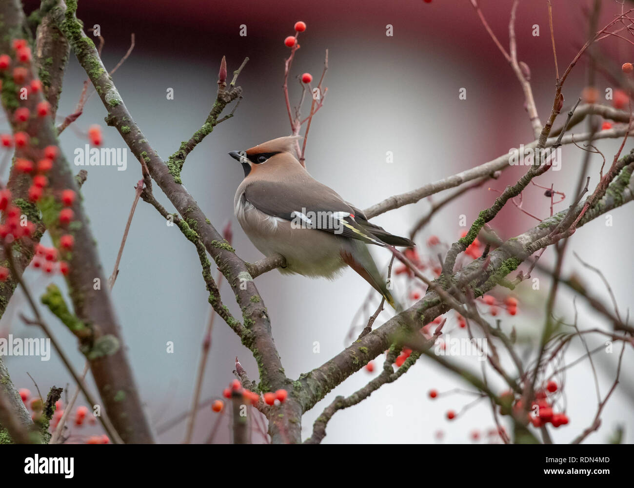 Waxwing im Baum Stockfoto