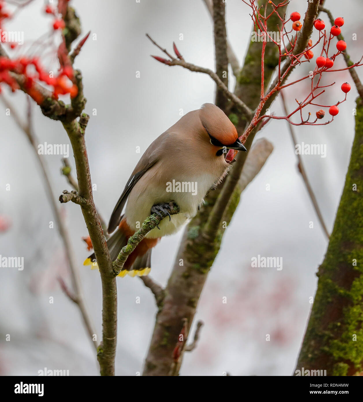 Waxwing im Baum Stockfoto